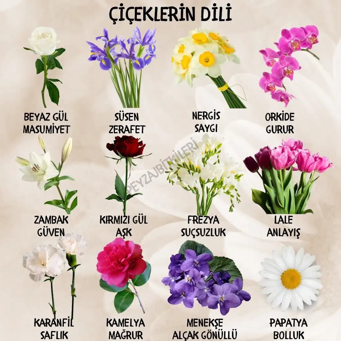 Dekorasyonda Anlamlı Çiçek İsimleri ve Sembolik Dokunuşlar