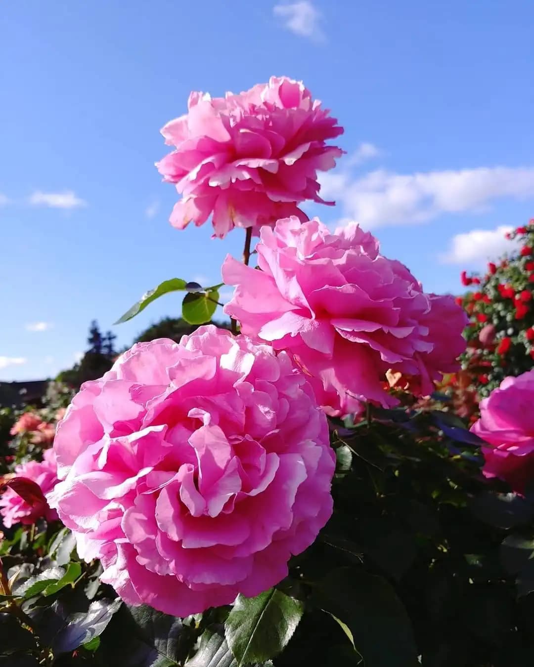 Pembe Gülün Anlamı ve Dekorasyonda Kullanım İpuçları