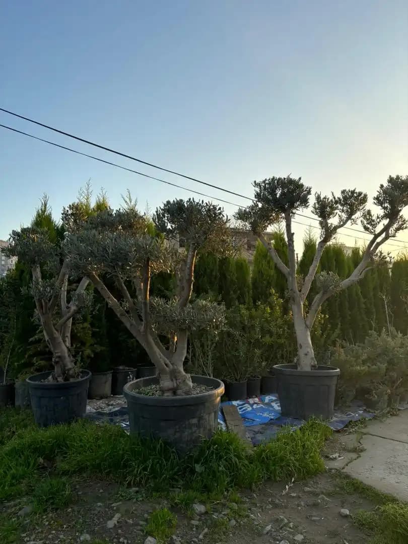 Süs Zeytin Ağacıyla Dekorasyonda Zarafetin Anahtarı ve Fikirler