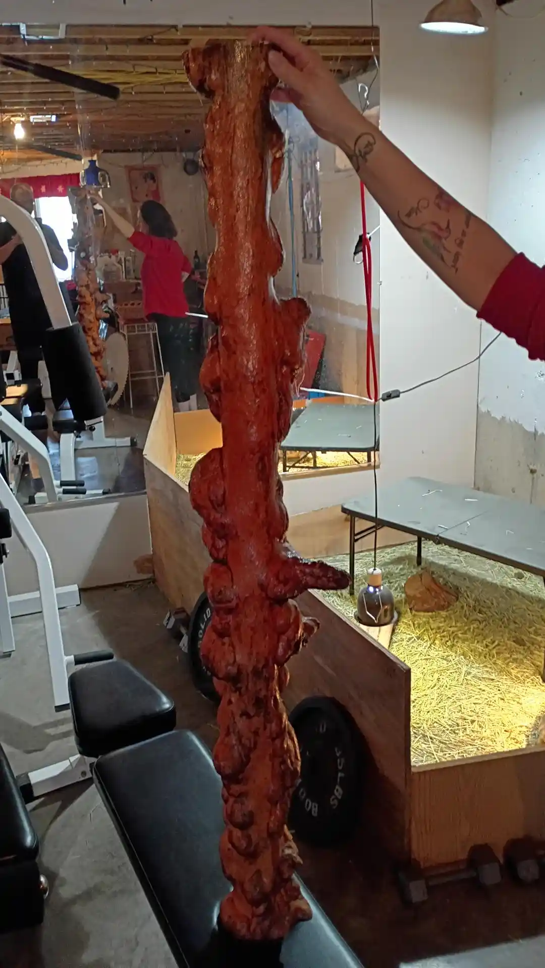 Burl Ahşap: Değeri, Kullanım Alanları ve İşlenme Özellikleri Hakkında Detaylı Bilgi