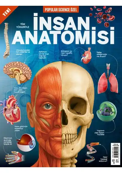 İnsan Anatomisi Bilimi: İnsan Vücudunun Yapısı ve Güncel Gelişmeleri