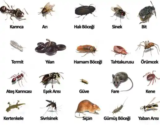 Ahşap Mobilyalardaki Küçük Deliklerin Nedenleri ve Etkili Çözüm Yöntemleri