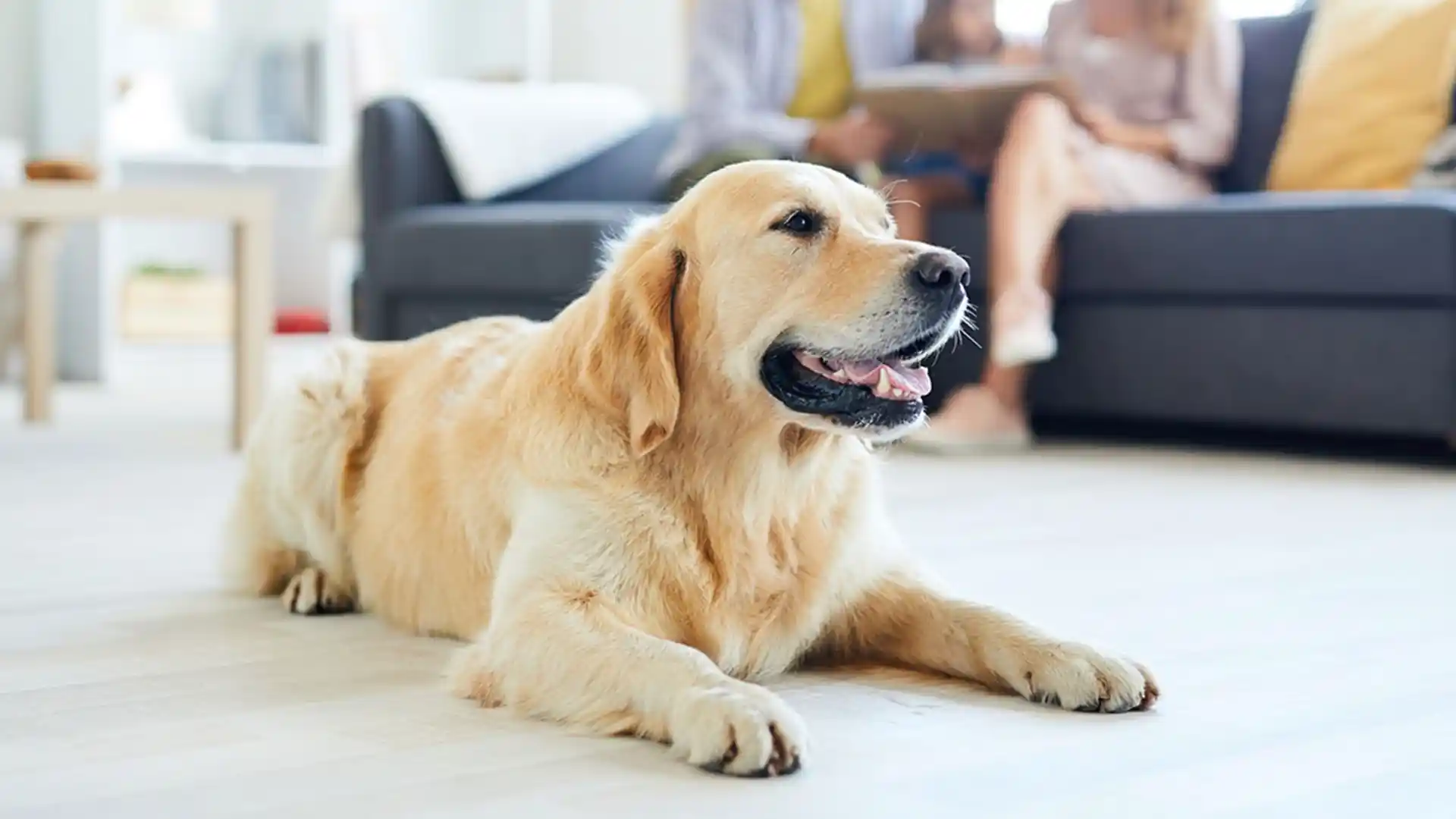 Çocuklar ve Evcil Hayvanlar İçin Dayanıklı, Yıkanabilir Kanepe Seçimi ve Marka Önerileri