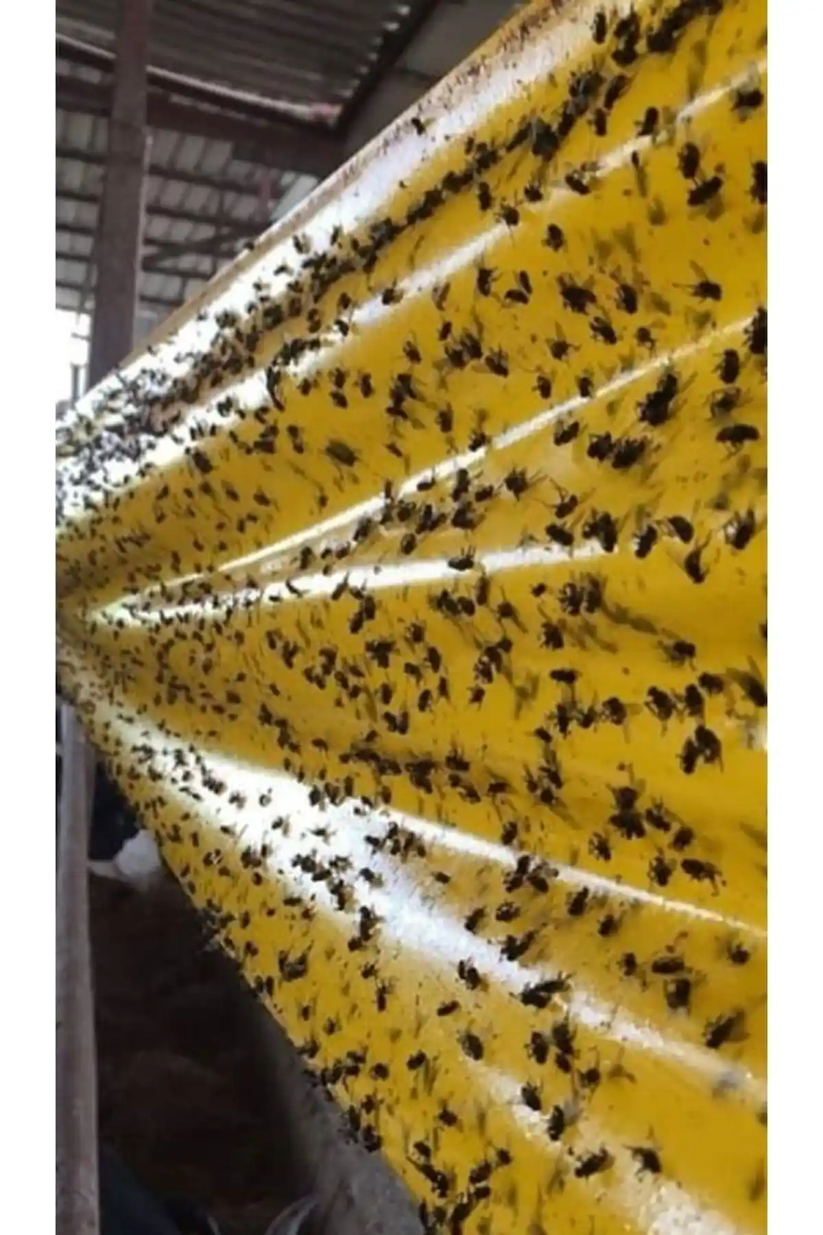 Çiftlik ve sera için etkili sinek kontrolü ürünleri karşılaştırması