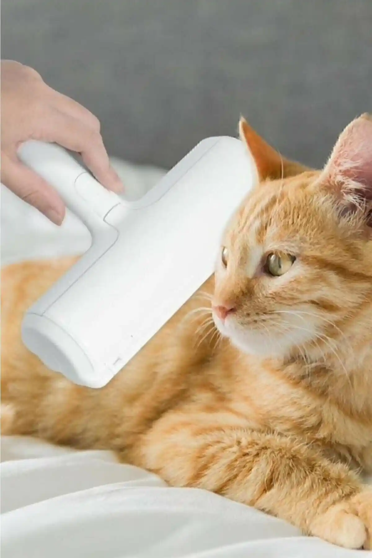 Evcil Hayvan Tüy Toplama Fırçası: Kolay ve Etkili Tüy Temizleme Çözümü