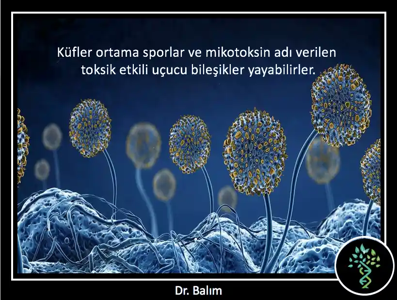 Küflü Mobilyaların Temizliği ve Kokusu İçin Ozon, Sirke ve Shellac Yöntemleri