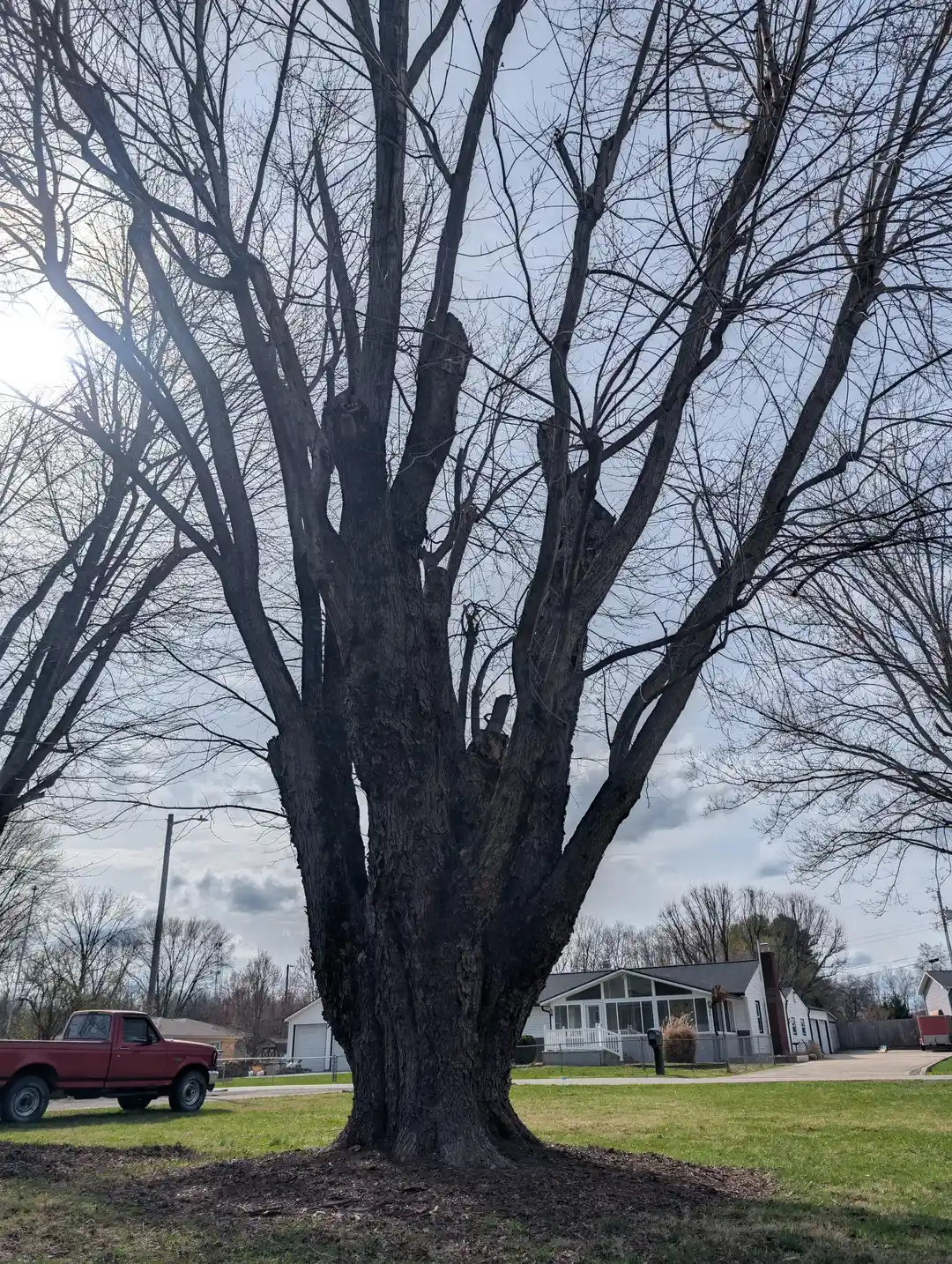 Büyük Gümüş Akçaağaç Ağaçlarının Kesimi ve Ahşap İşçiliği Zorlukları