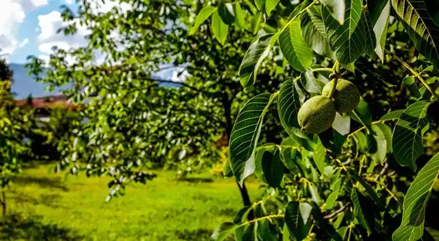 Ceviz Ağacının Kokusu ve Yağ Kaynaklı Bozulma Problemleri Üzerine İnceleme
