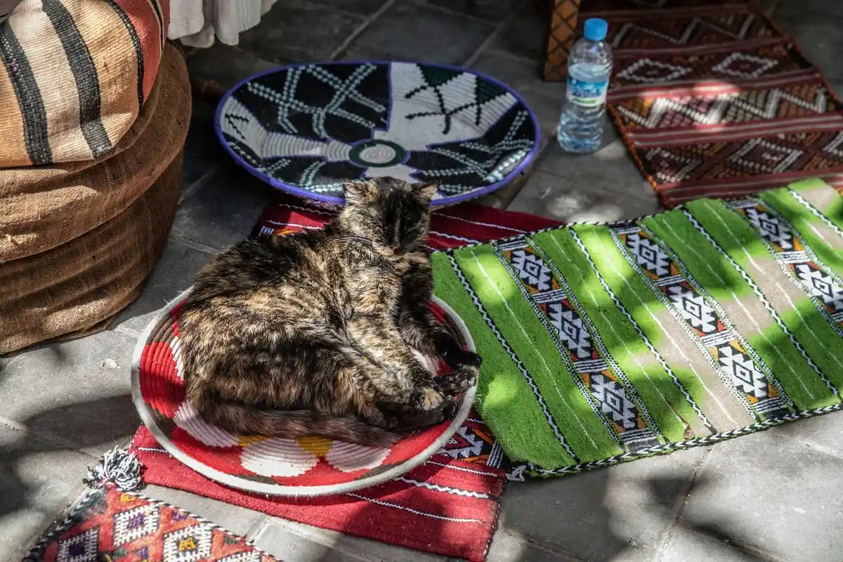 Evcil Hayvan Sahipleri İçin Dayanıklı ve Kolay Temizlenebilir Halı Seçenekleri