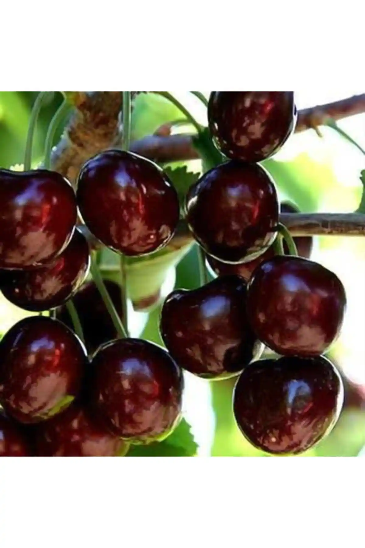 AAC TARIM ve DOĞA FİDANCILIK Napolyon Kiraz Fidanı Karşılaştırması: En İyi Seçenekler ve Özellikler