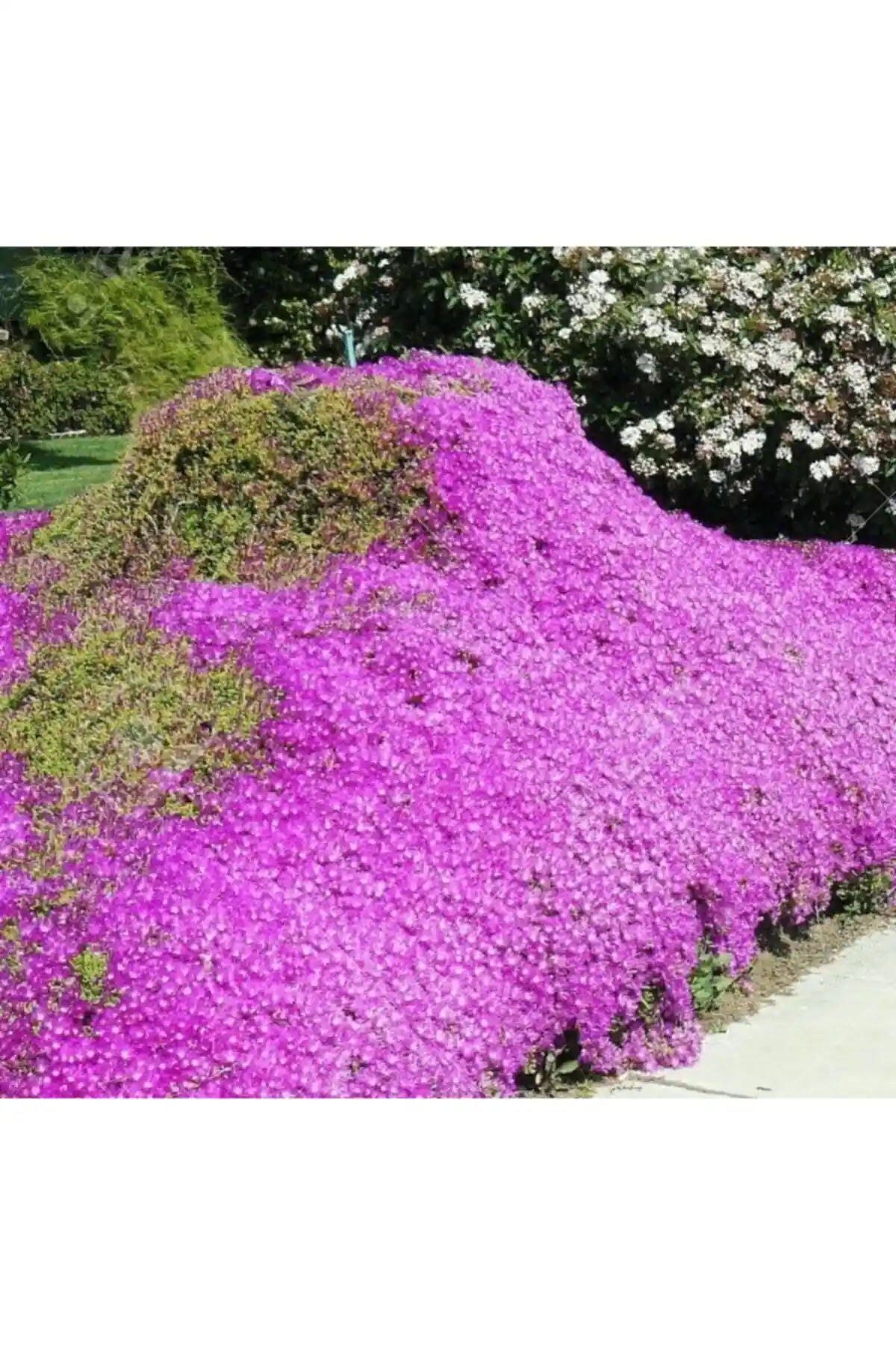 Acem Halısı Tohumları Karşılaştırması: Gelişim, Dayanıklılık ve Kullanıcı Yorumları