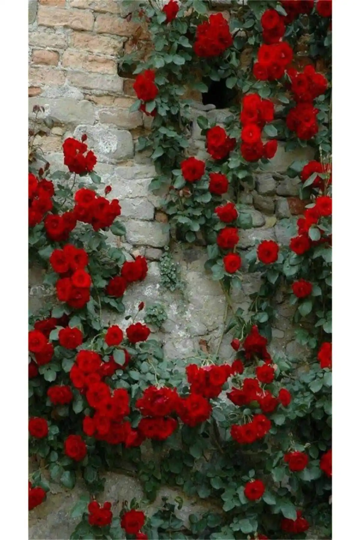 ADA TARIM ve Genel Markalar Kırmızı Yediveren Sarmaşık Gül Fidanı Karşılaştırması ve Bahçe Düzenleme Rehberi