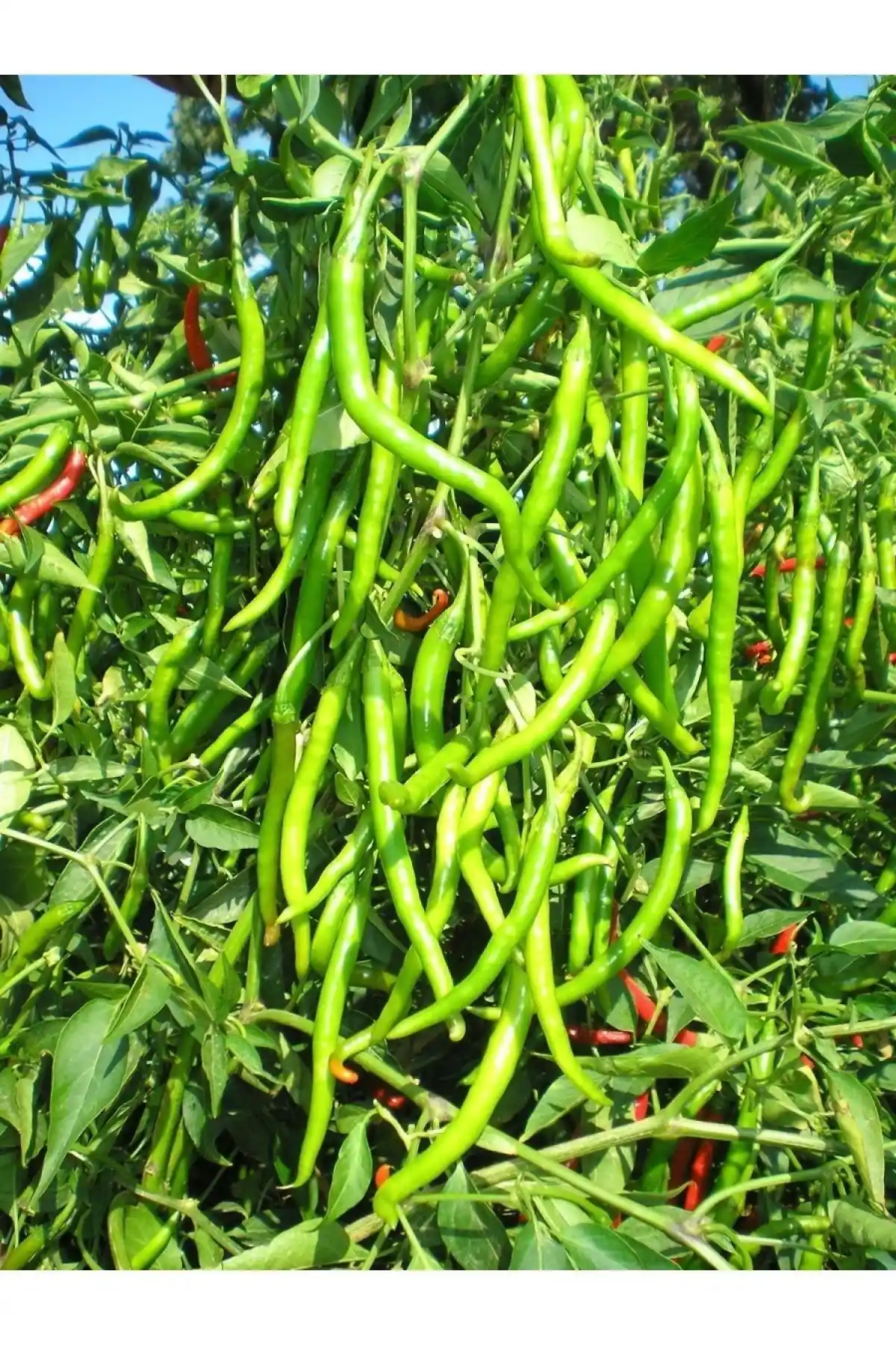 AGRODAL TARIM Ata Tohumu ile Patika Botanik Salatalık Tohumu Karşılaştırması