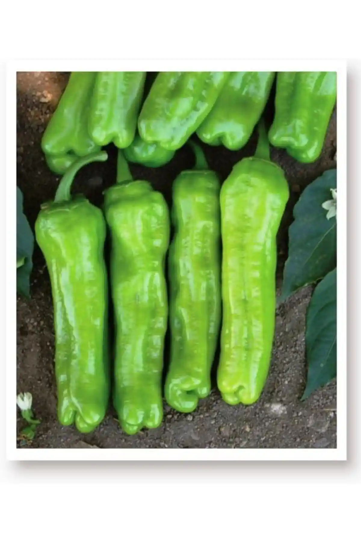 AGRODAL TARIM Ata Tohumu Karşılaştırması: Yeşil Biber ve Kapya Biberi Ürünleri