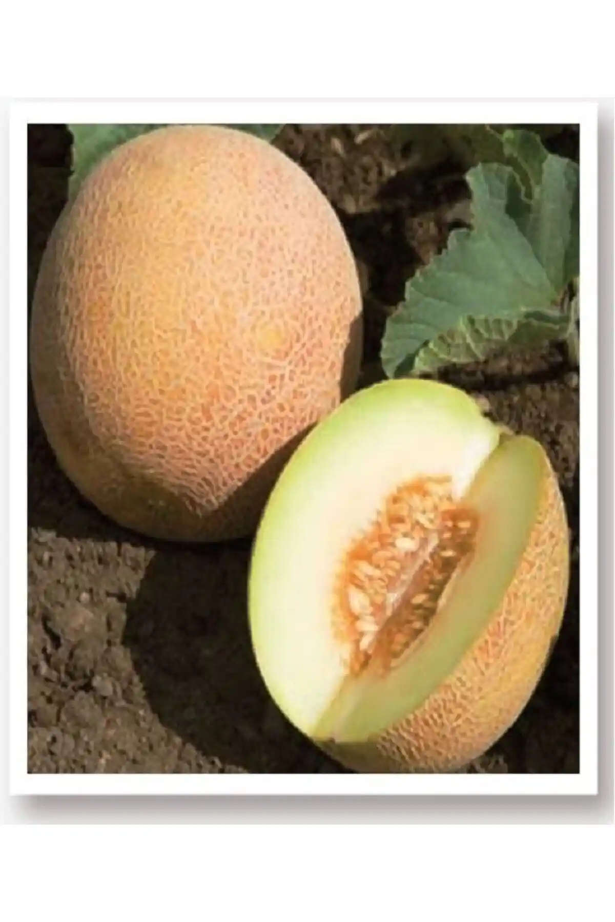 AGRODAL TARIM Ata Tohumu ve Patika Botanik Ananas Kavun Tohumu Karşılaştırması