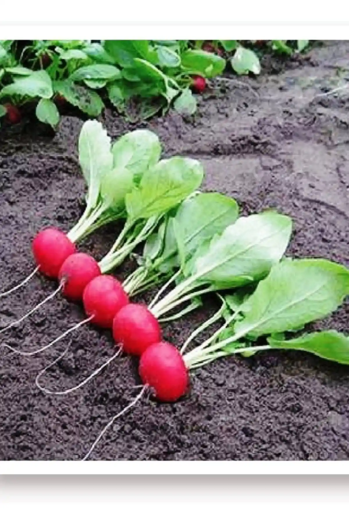 AGRODAL TARIM Ata Tohumu ve Patika Botanik Bamya Tohumu Karşılaştırması