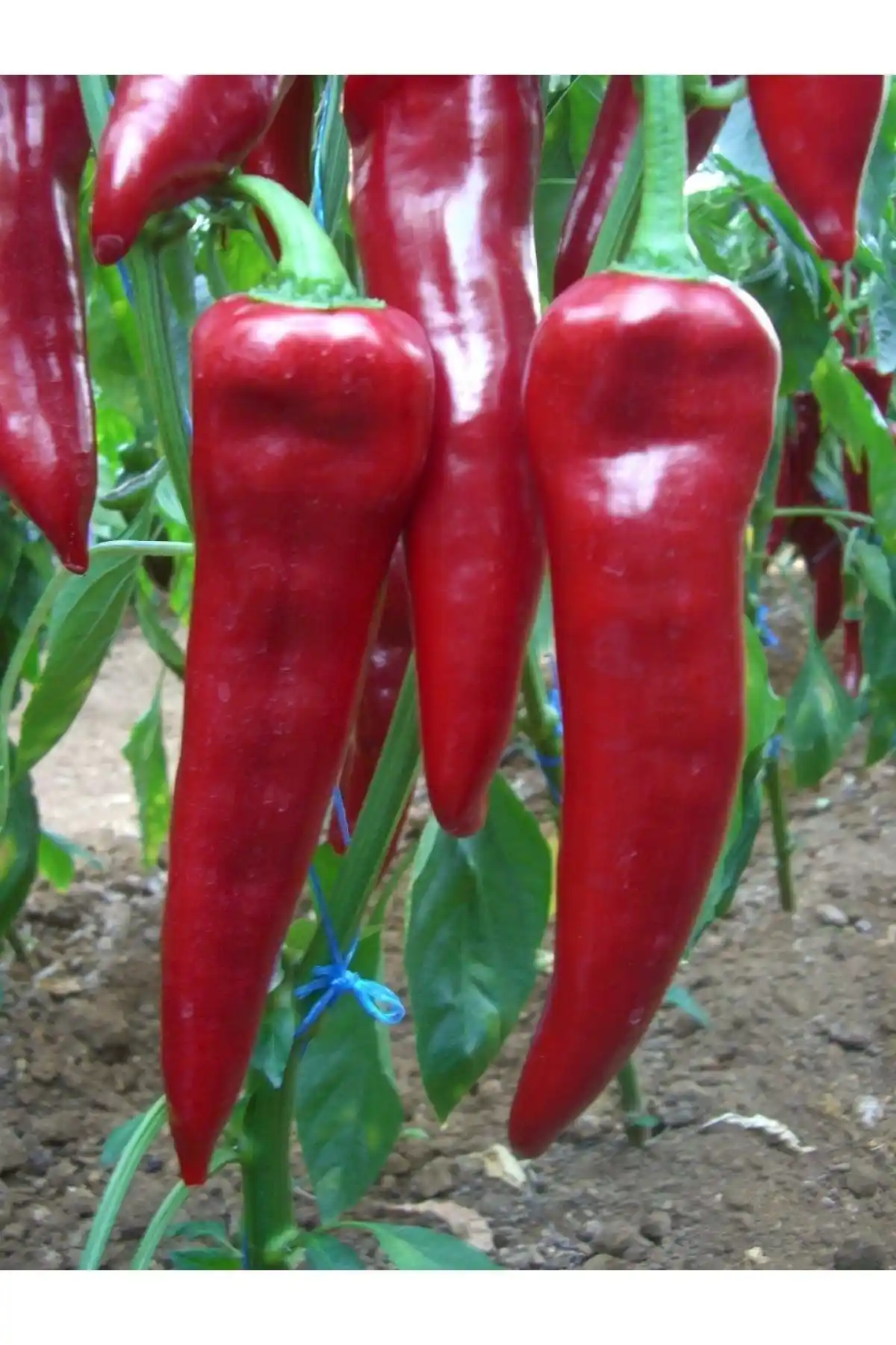 AGRODAL TARIM Ata Tohumu ve Patika Botanik Jalapeno Tohumu Karşılaştırması