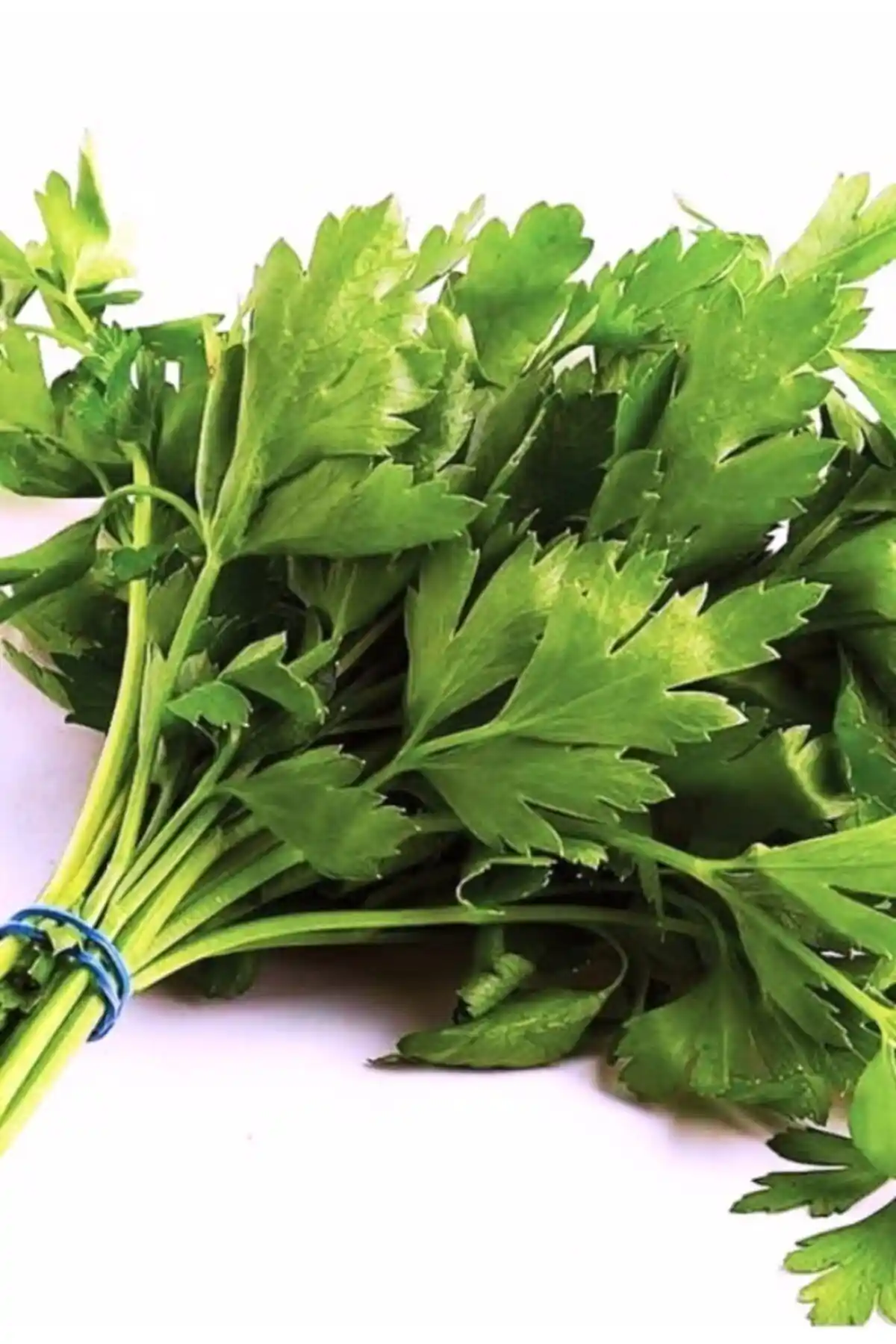 Agrodal Tarım Ata Tohumu ve Patika Botanik Kıvırcık Marul Tohumu Karşılaştırması