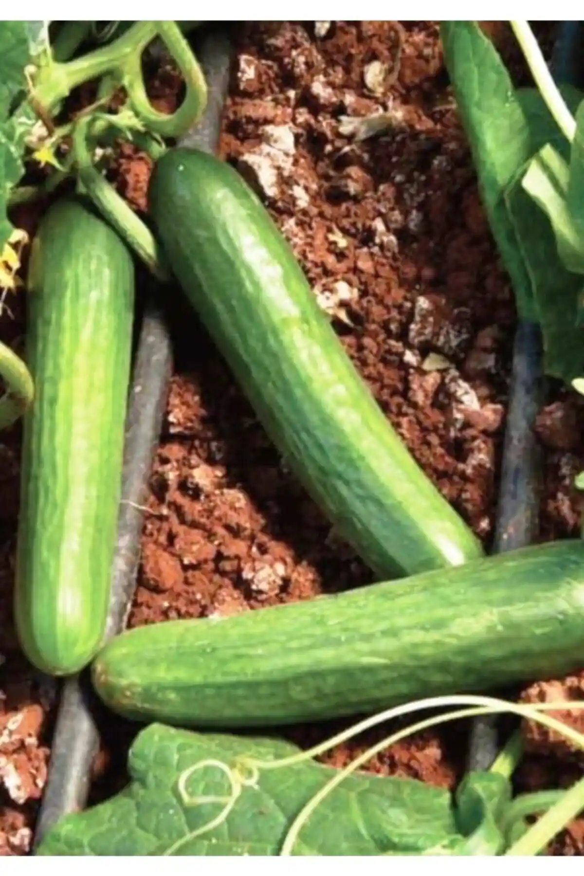 AGRODAL TARIM Ata Tohumu ve Yerli Doğal Sebze Tohumları Karşılaştırması