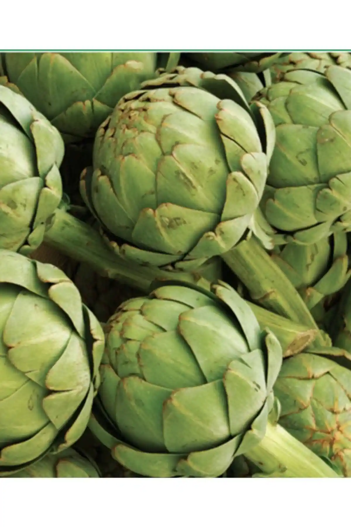 Agrodal Tarım Enginar ve Çilek Tohumu Karşılaştırması ve Yetiştirme İpuçları