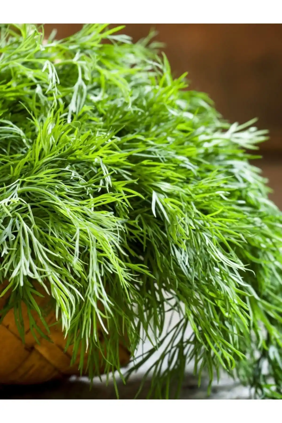 AGRODAL TARIM'ın Yerli Dereotu ve Roka Tohumu Karşılaştırması ve Ürün Özellikleri