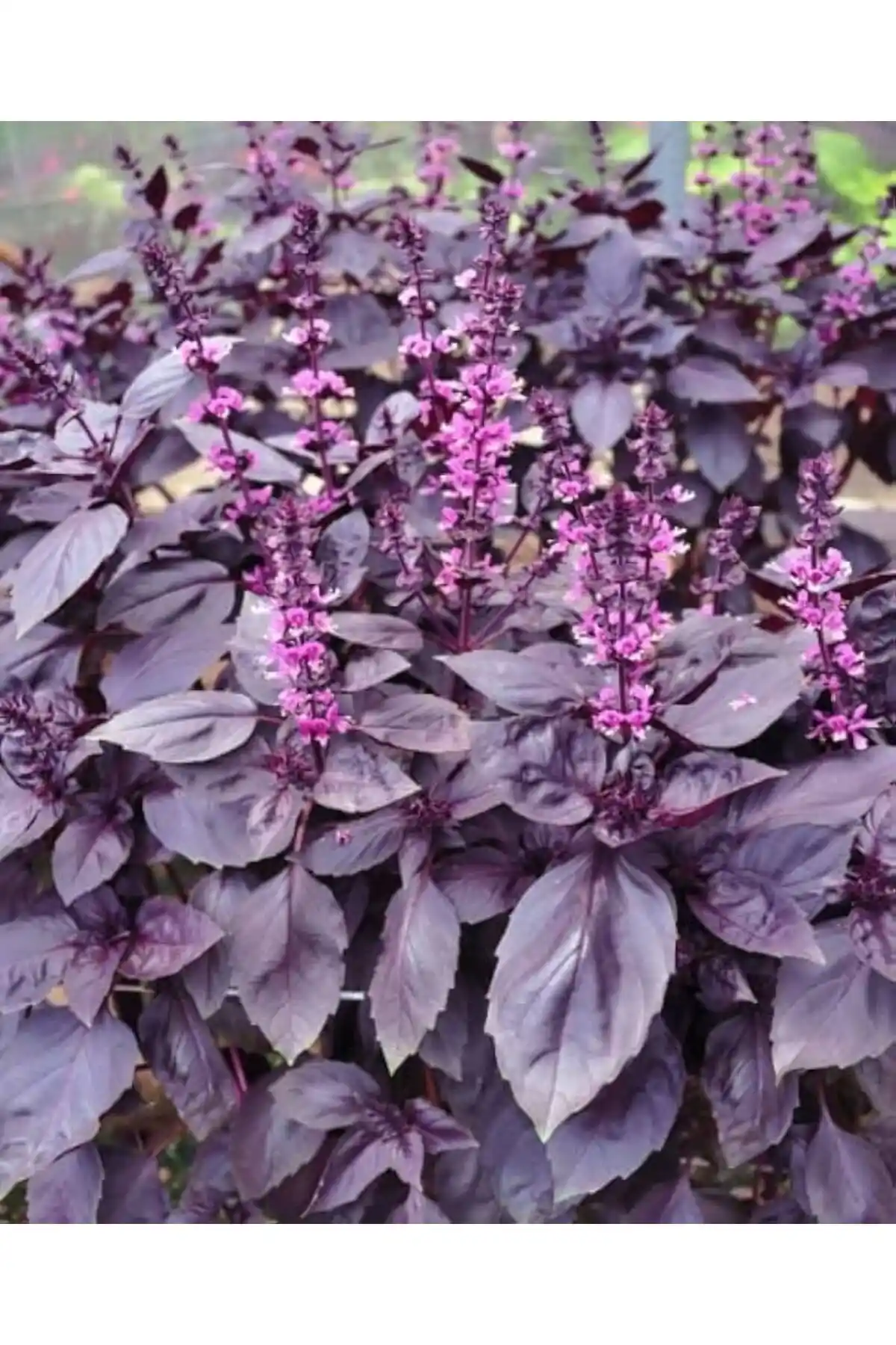 AGRODAL TARIM Mor Reyhan ve Roka Tohumu Karşılaştırması ve Ürün Özellikleri