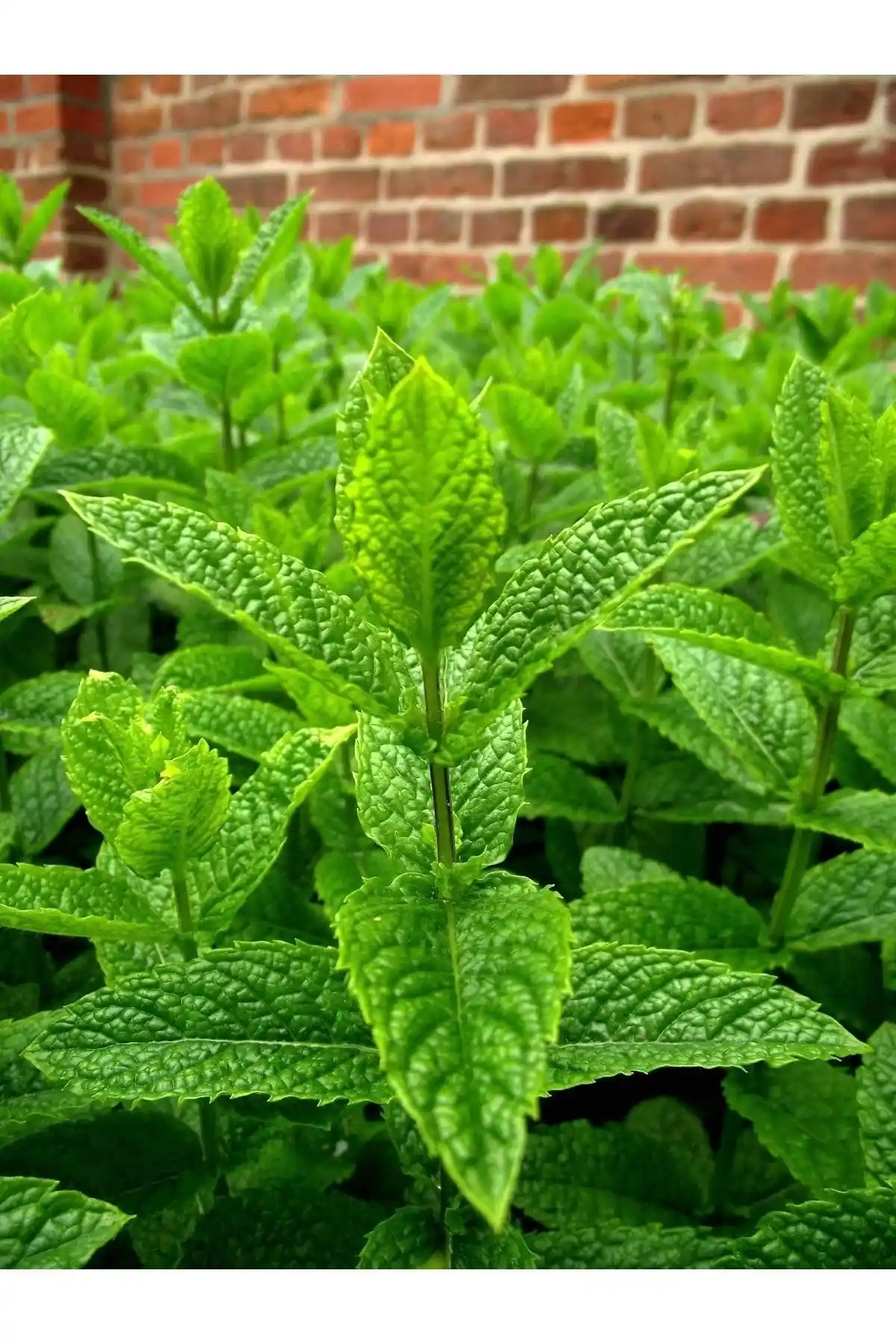 Agrodal Tarım ve Arzuman Tohum Nane Tohumu Karşılaştırması ve En İyi Seçenekler
