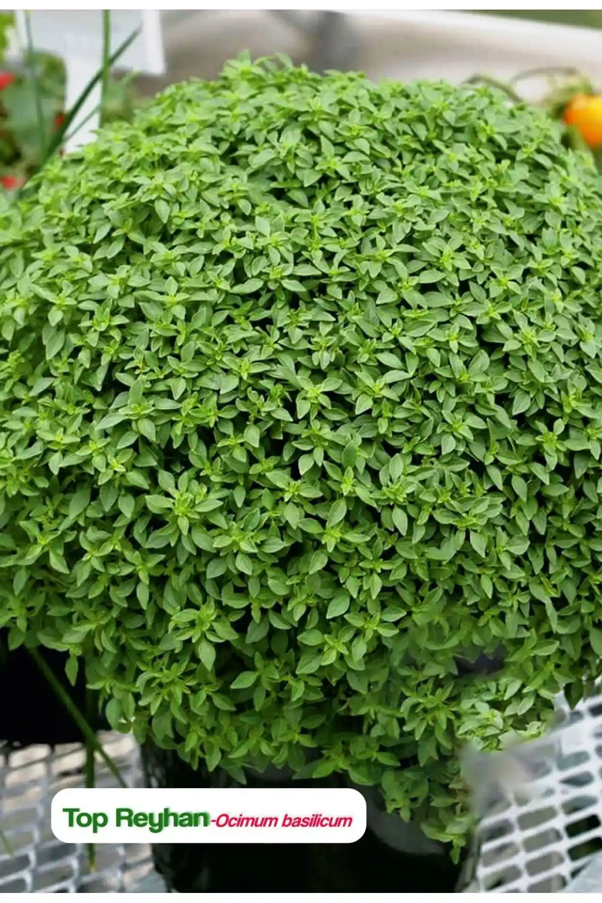 AGRODAL TARIM ve Patika Botanik Fesleğen Tohumu Karşılaştırması: Hangi Ürün Daha Uygun?