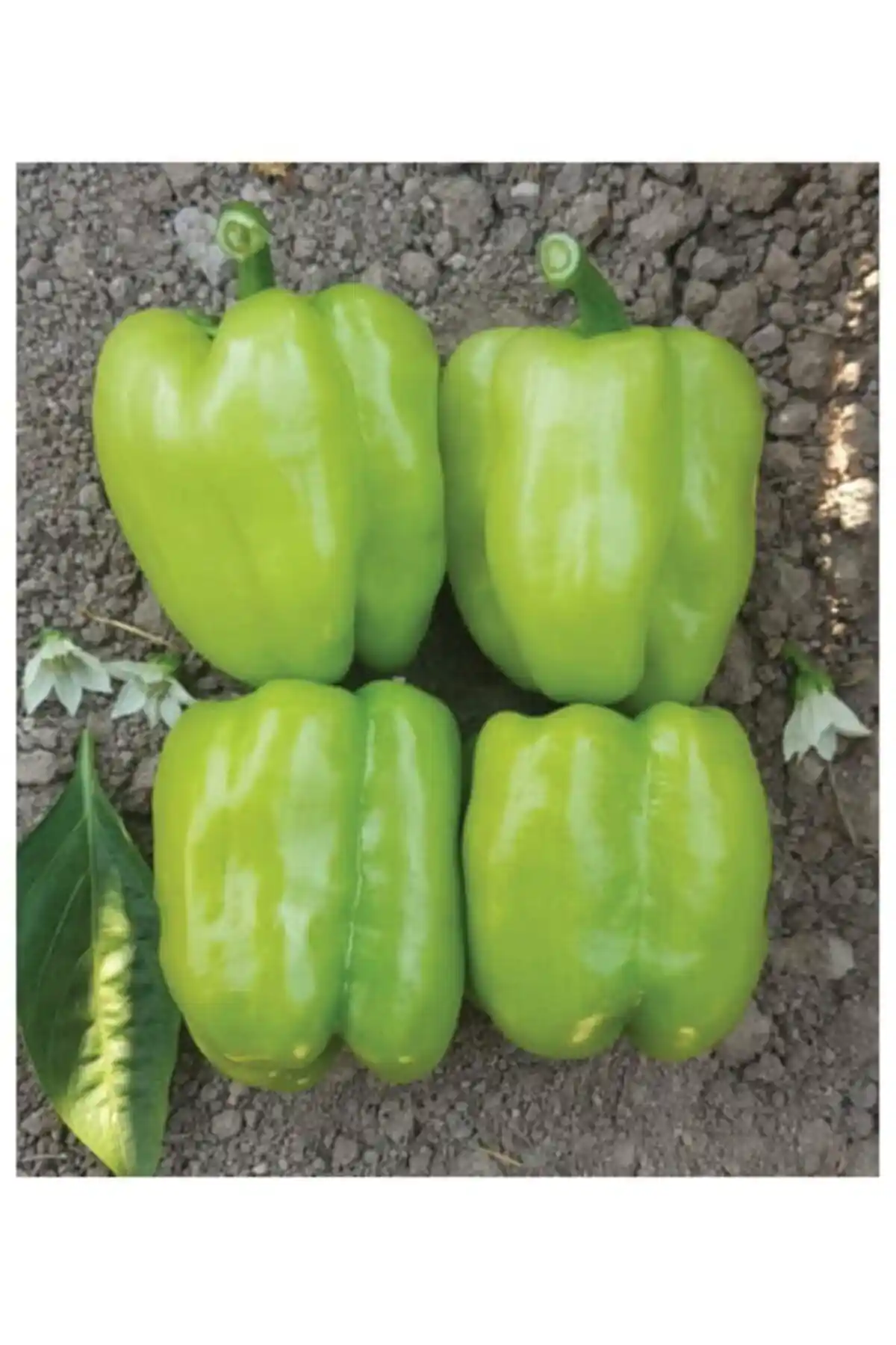 AGRODAL TARIM ve Patika Botanik Tatlı Kandil Dolma Biber Tohumu Karşılaştırması