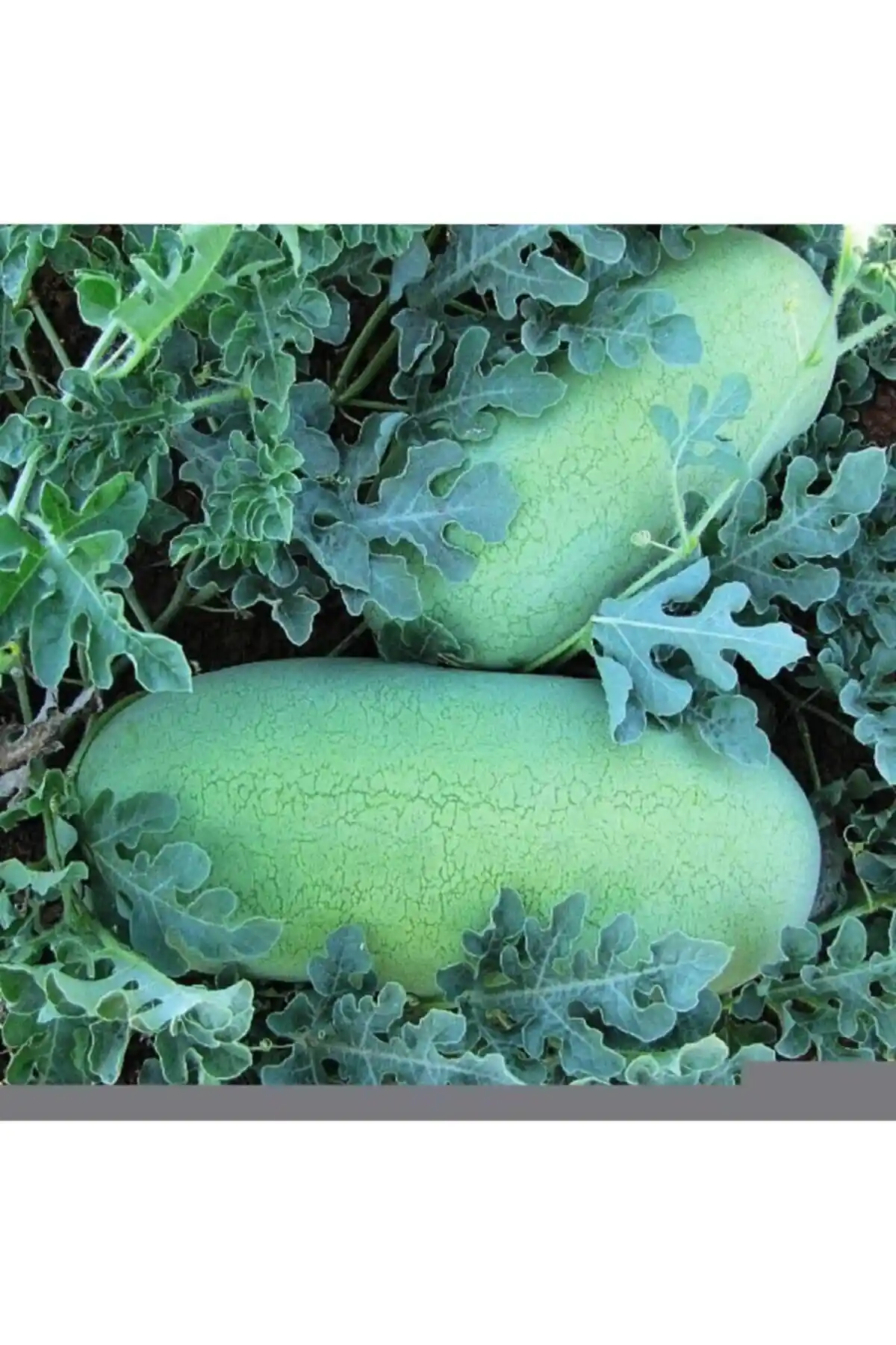 AGRODAL TARIM ve Patika Botanik Tohumları Karşılaştırması: Hangi Ürün Daha Uygun