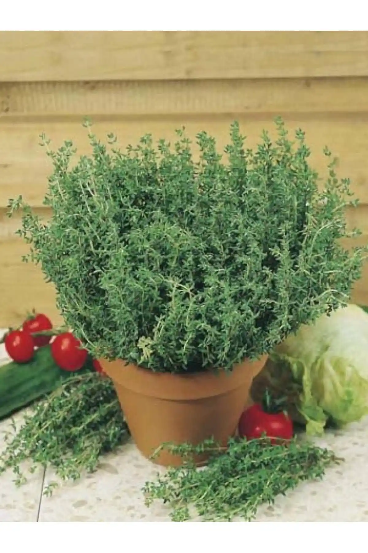 AGRODAL TARIM ve Patika Botanik Tohumlarının Detaylı Karşılaştırması