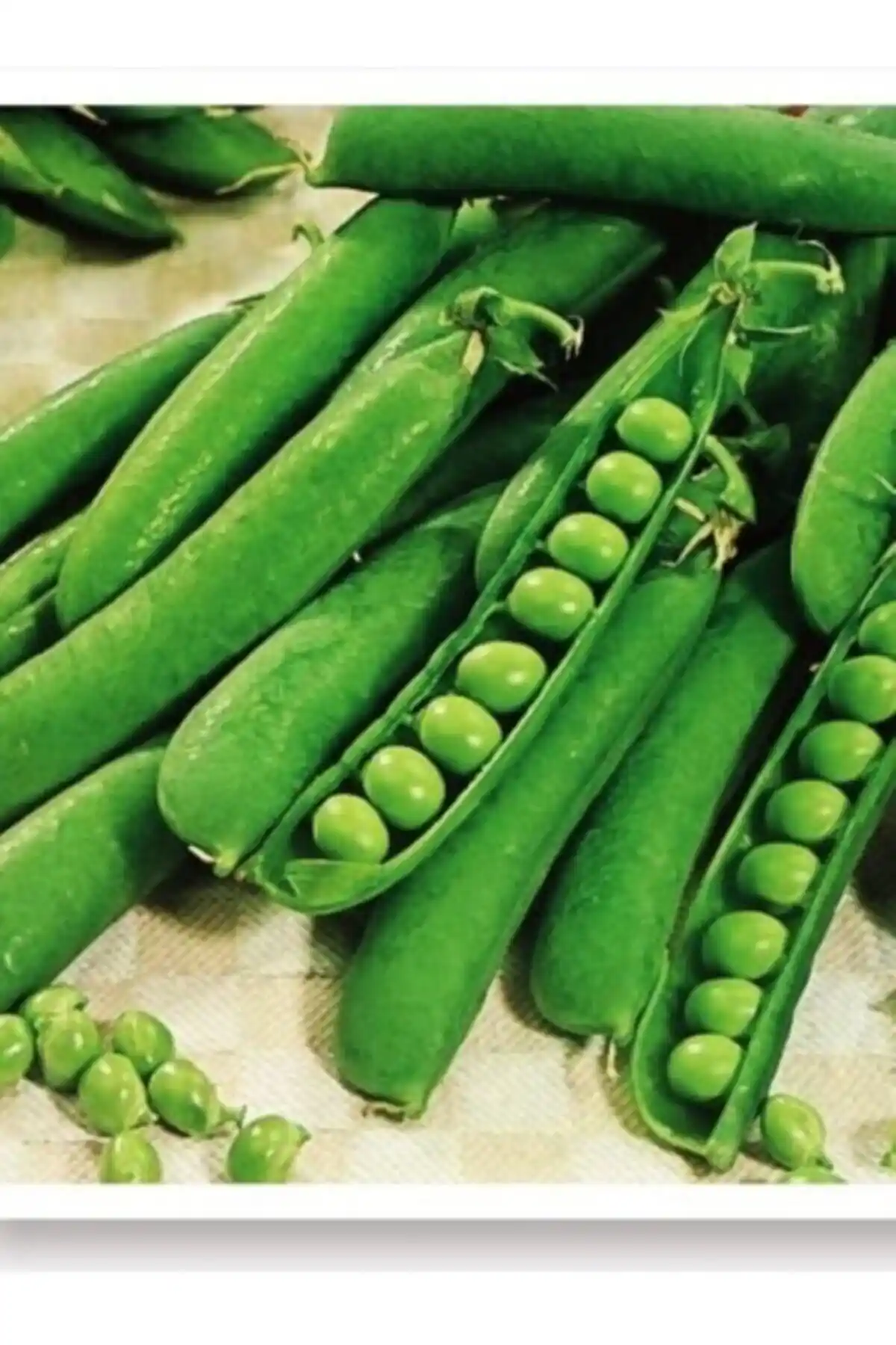 AGRODAL TARIM Yerli Sebze Tohumları Karşılaştırması: Bezelye ve Yeşil Fasulye Özellikleri