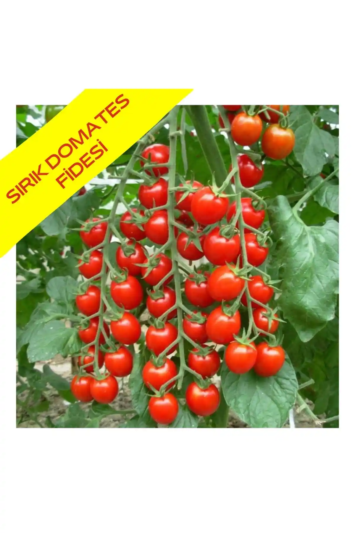 AHG BOTANİK ve Floramut Domates Fidesi Karşılaştırması ve Seçim Rehberi