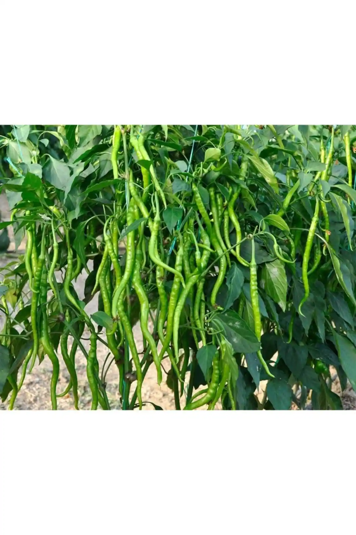 AHG Botanık ve Gardinya Tohumculuk Kıl Biber Fidesi Karşılaştırması: Hangi Ürün Daha Uygun?