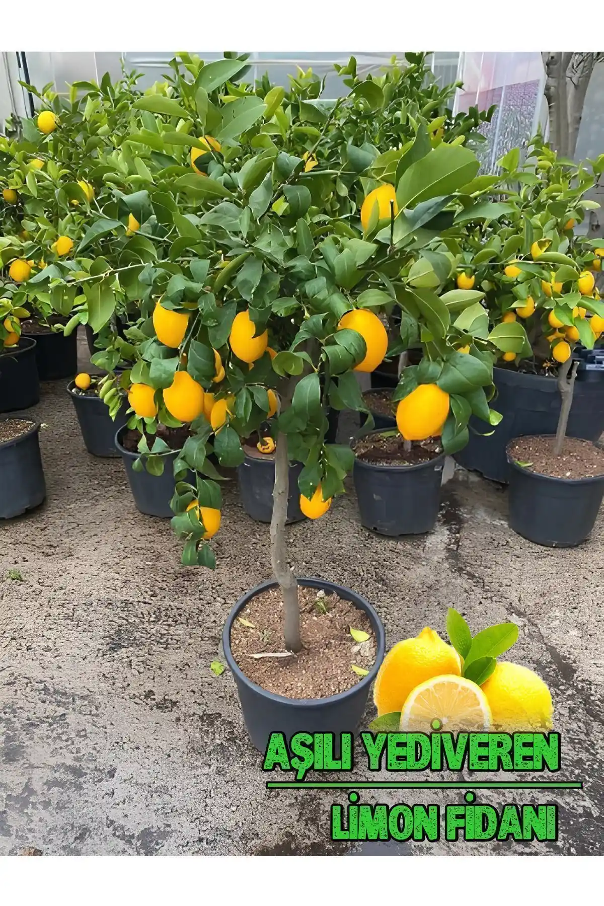 Akdeniz ve Yediveren Limon Fidanlarının Karşılaştırması En İyi Seçenekler ve Bakım İpuçları