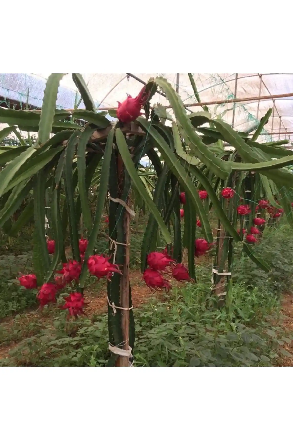 Alanya Fidan Ejder Meyvesi ve Biobet Pitaya Fidanı Karşılaştırması