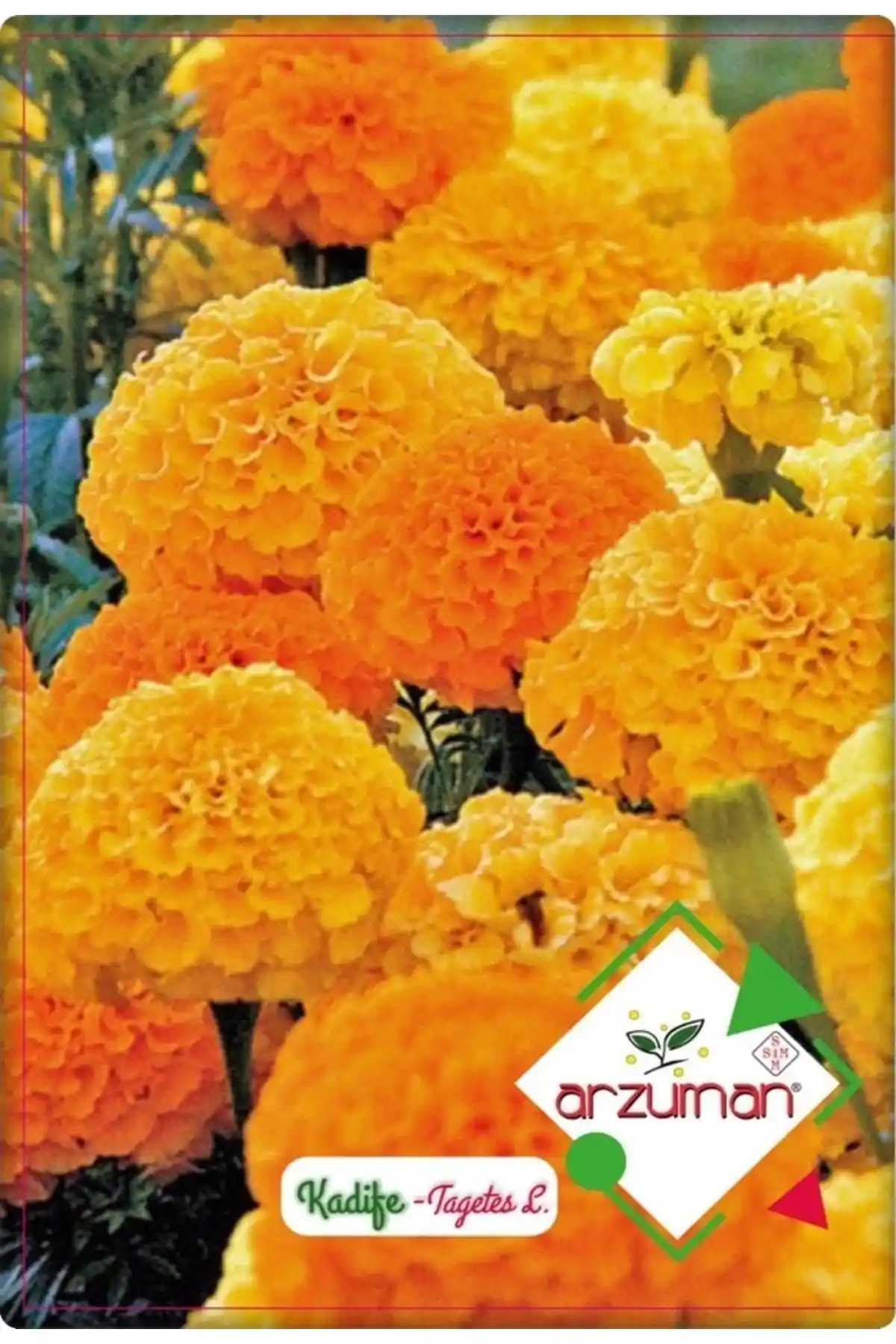 Arzuman Kadife Çiçeği ve Patika Botanik Lavanta Tohumu Karşılaştırması