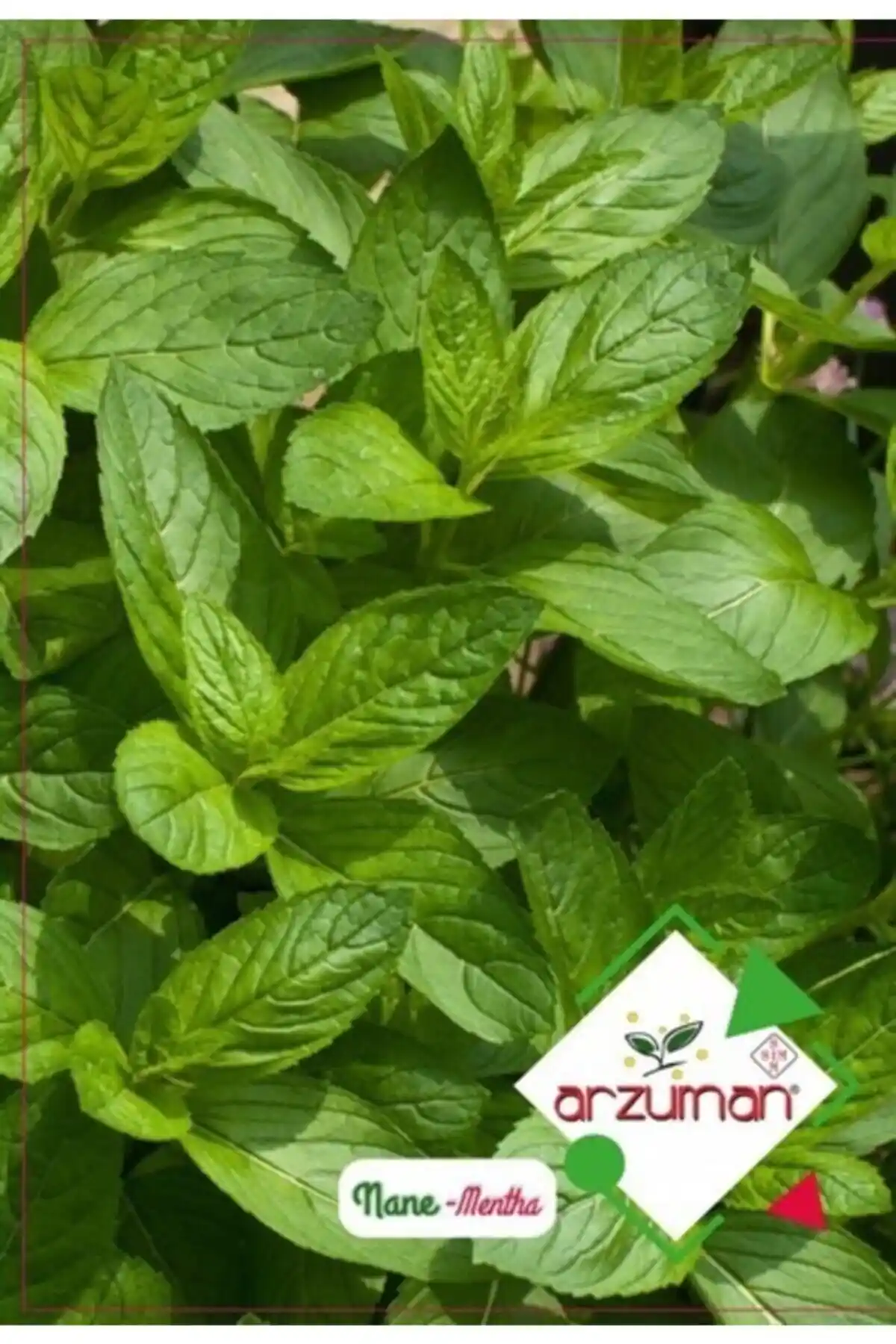 Arzuman Tohum ve Patika Botanik Nane Tohumu Karşılaştırması ve Seçim Rehberi