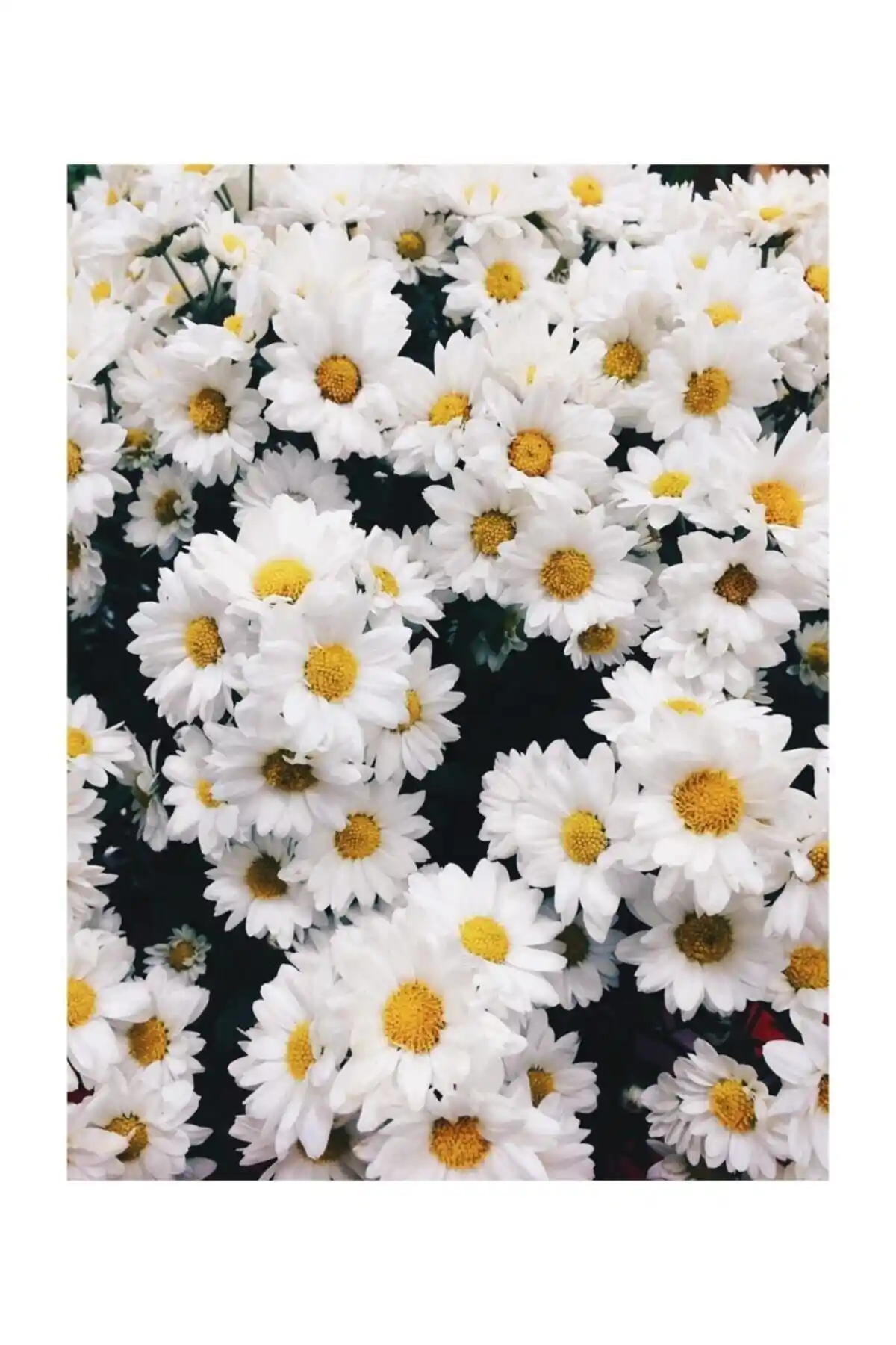 Arzuman ve Patika Botanik Papatya Tohumu Karşılaştırması ve Bahçe Dekorasyonu Rehberi