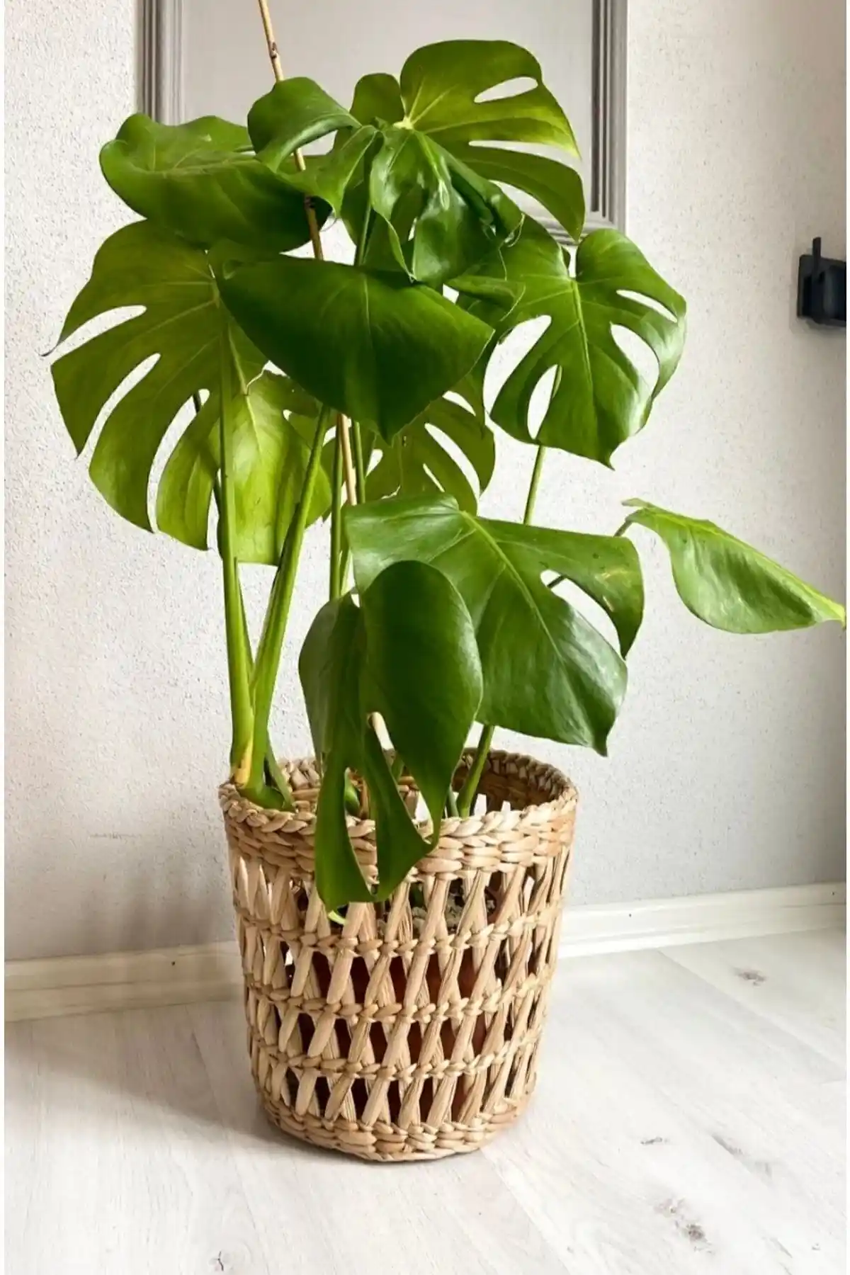 Aura Design ve Cherry Collection Hasır Saksı ve Sepet Karşılaştırması