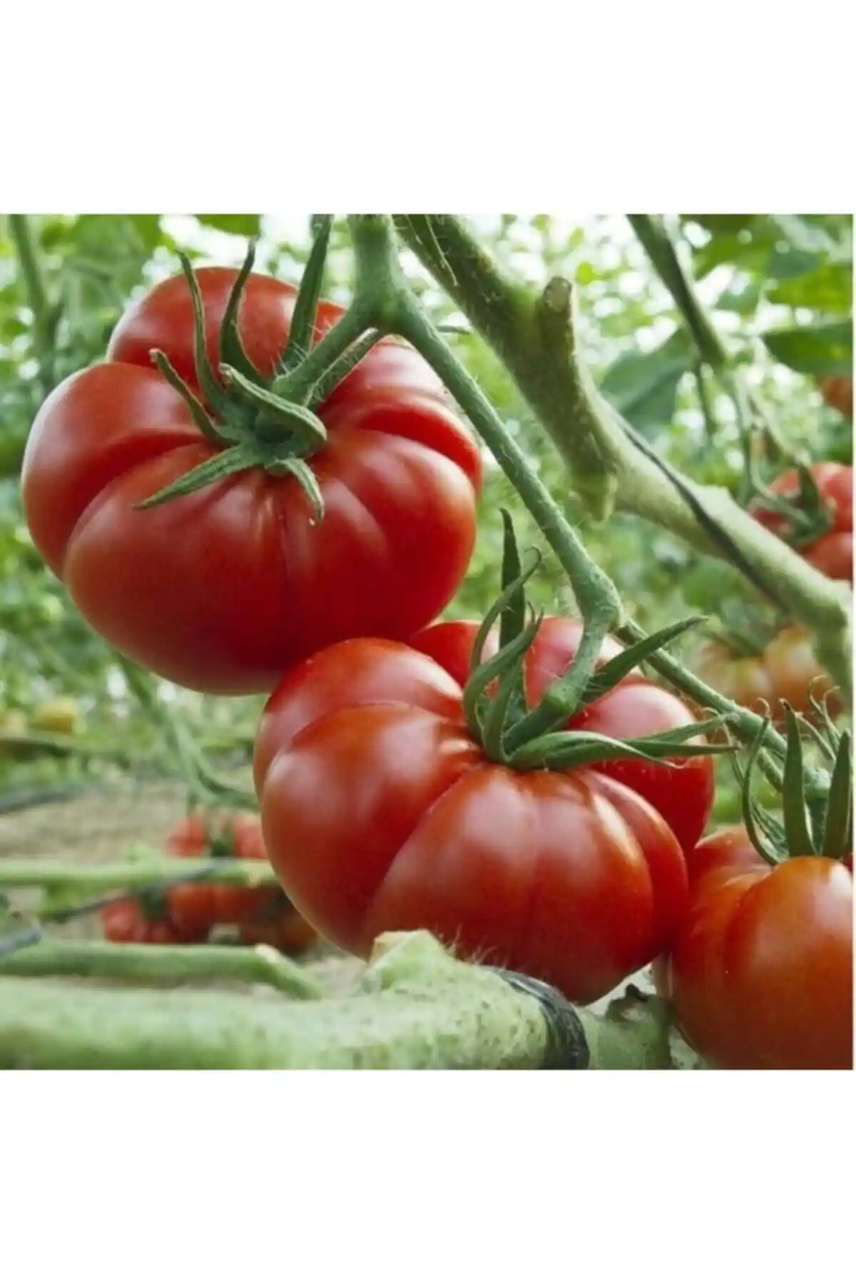 Ayaş ve Bodur Cherry Domates Fidesi Karşılaştırması: Yetiştirme İpuçları ve Kullanıcı Yorumları