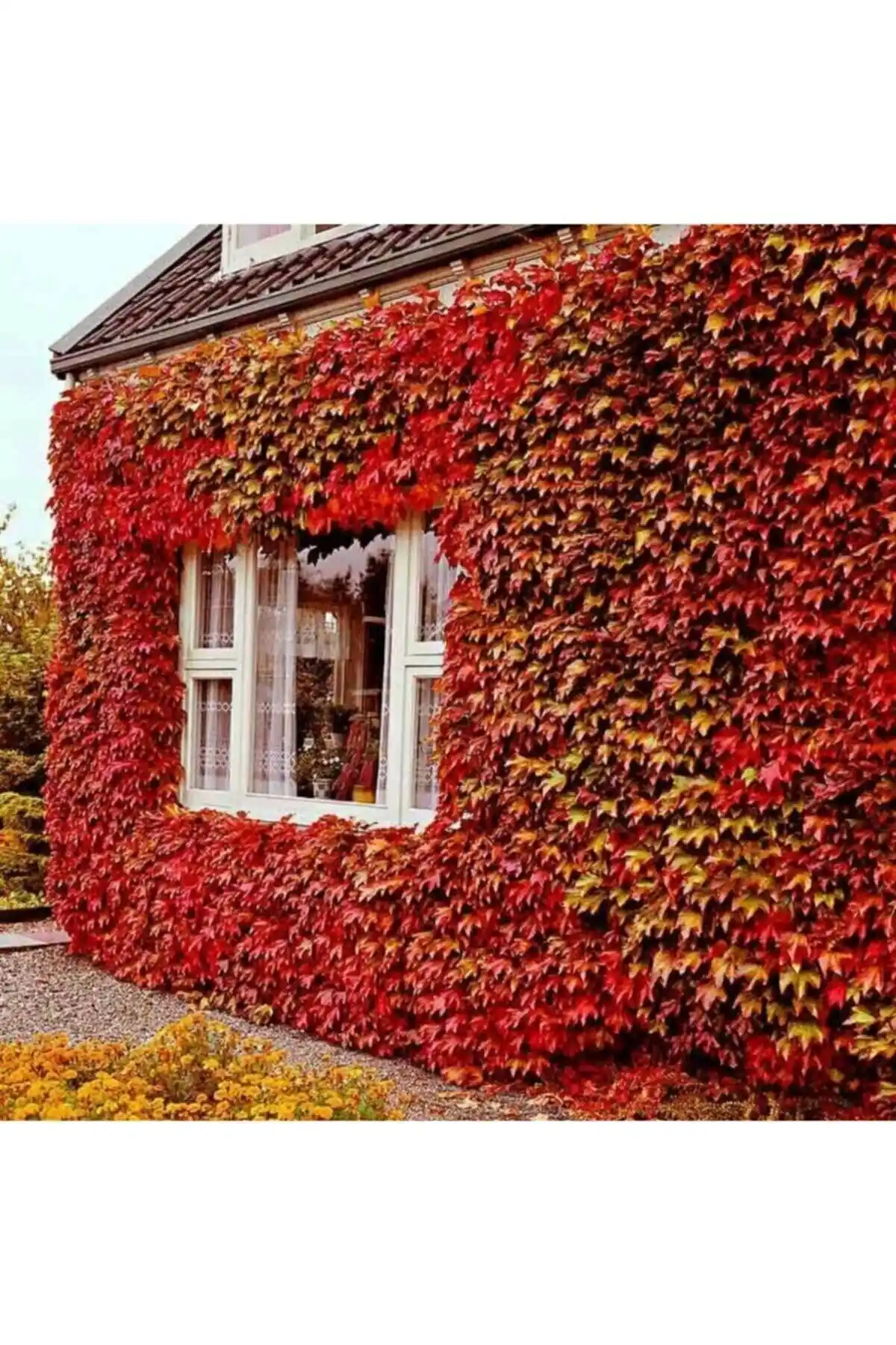 Bahçe Bitkileri ve Çiçek Tohumları Karşılaştırması: Amerikan Sarmaşığı ve Lavanta Seçenekleri