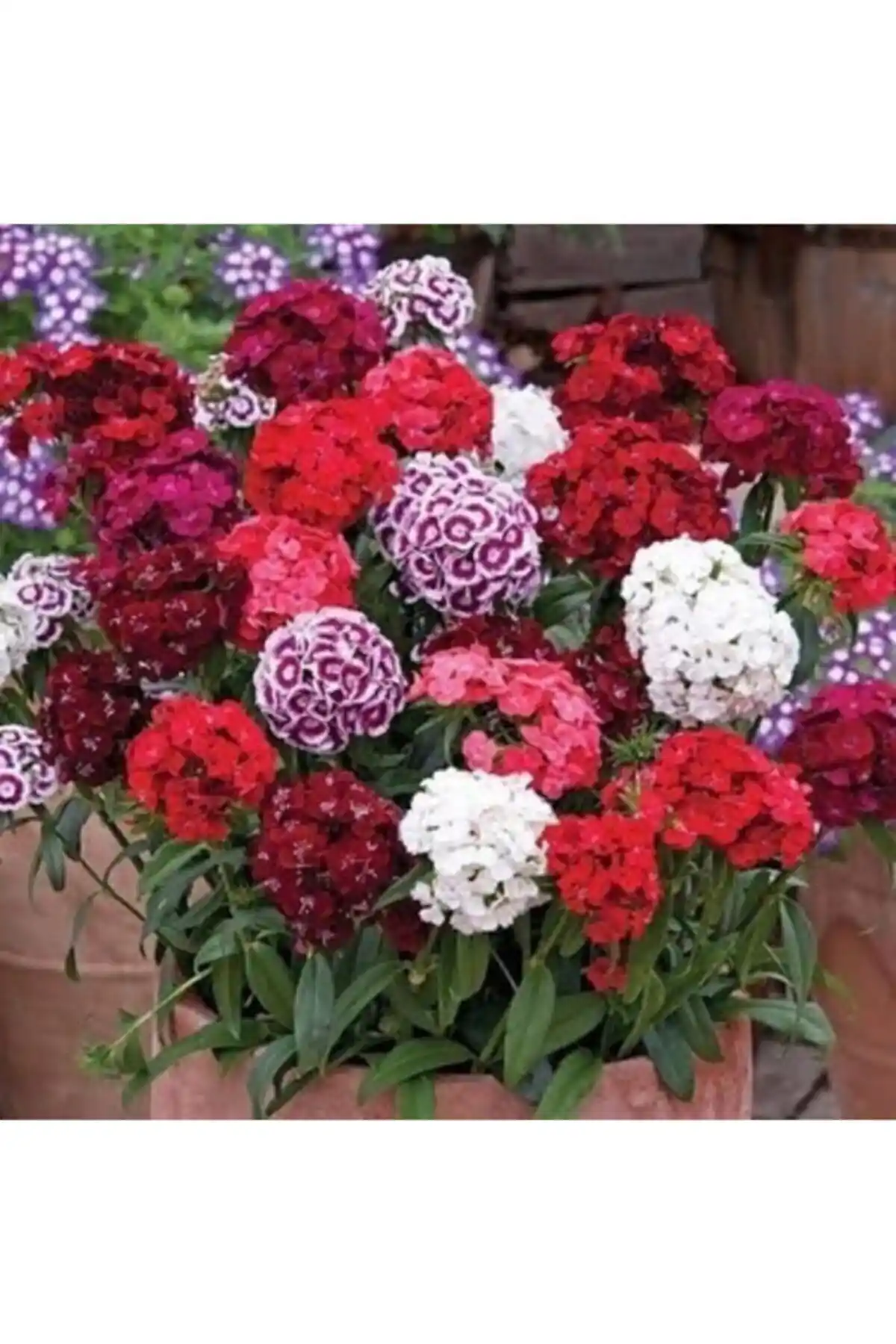 Bahçe Güzelleştirme İçin Hüsnüyusuf ve Maviş Çiçeği Tohumları Karşılaştırması