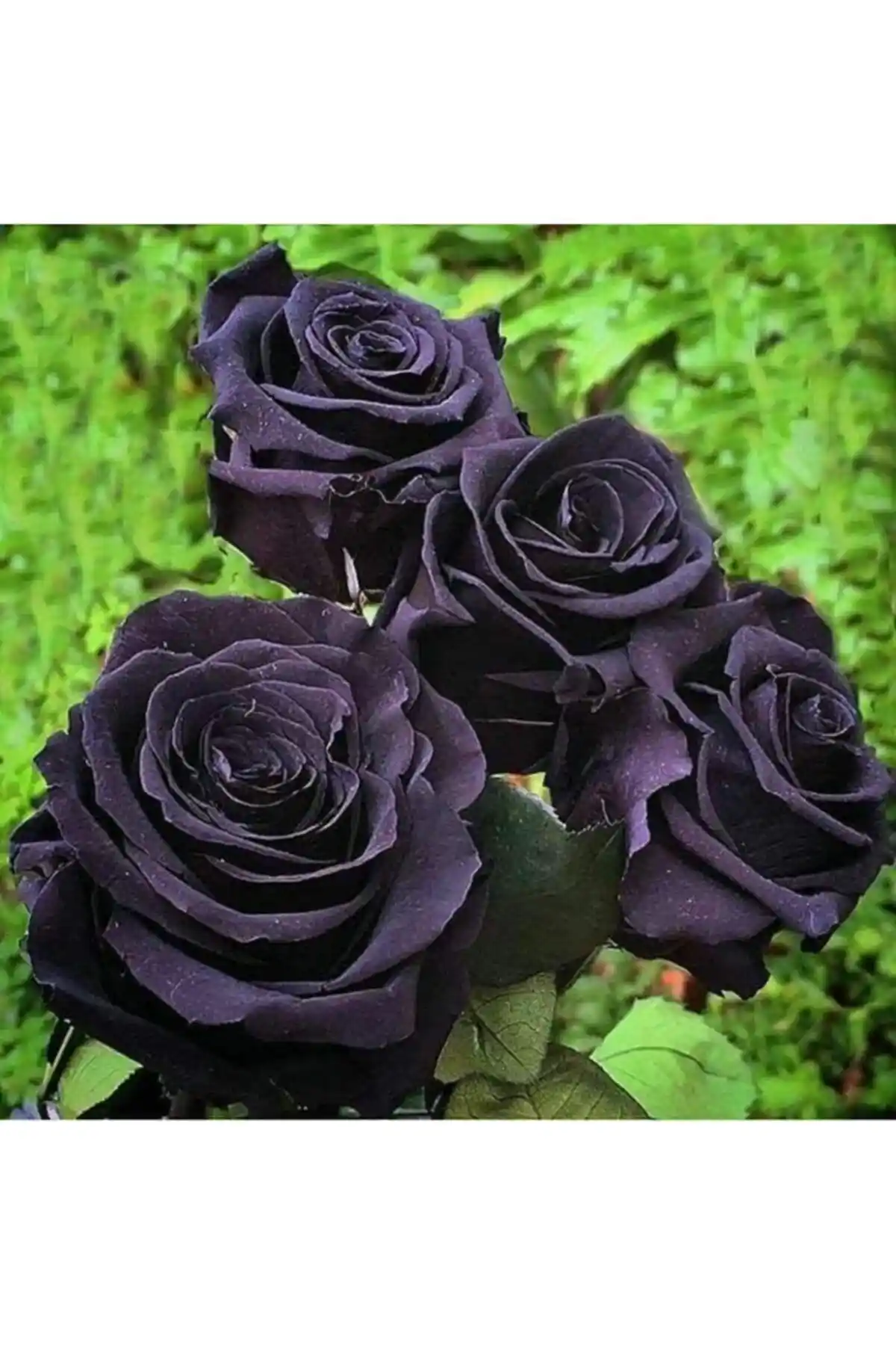 Bahçe İçin En İyi Çiçek Tohumu Seçenekleri ve Karşılaştırması