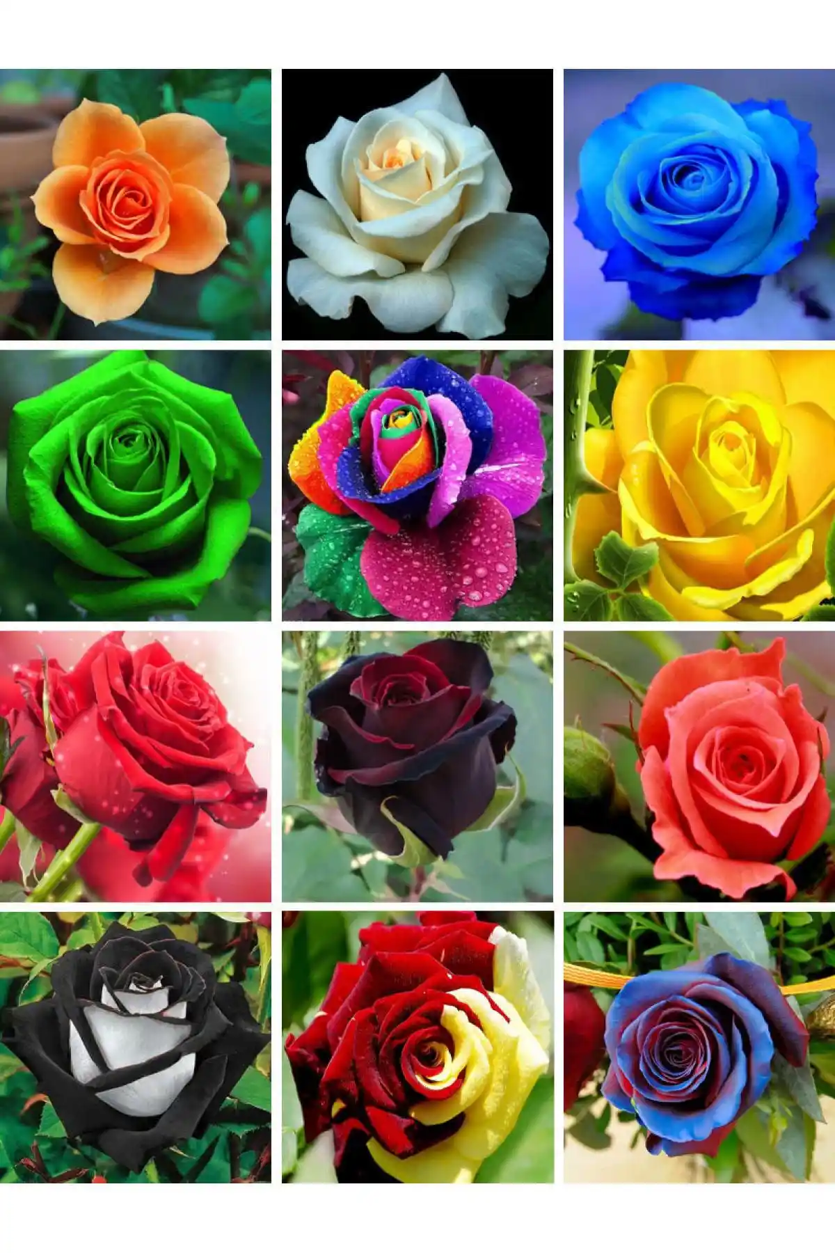 Bahçe İçin En Uygun Çiçek Tohumu Seçenekleri: Gül ve Mimoza Karşılaştırması