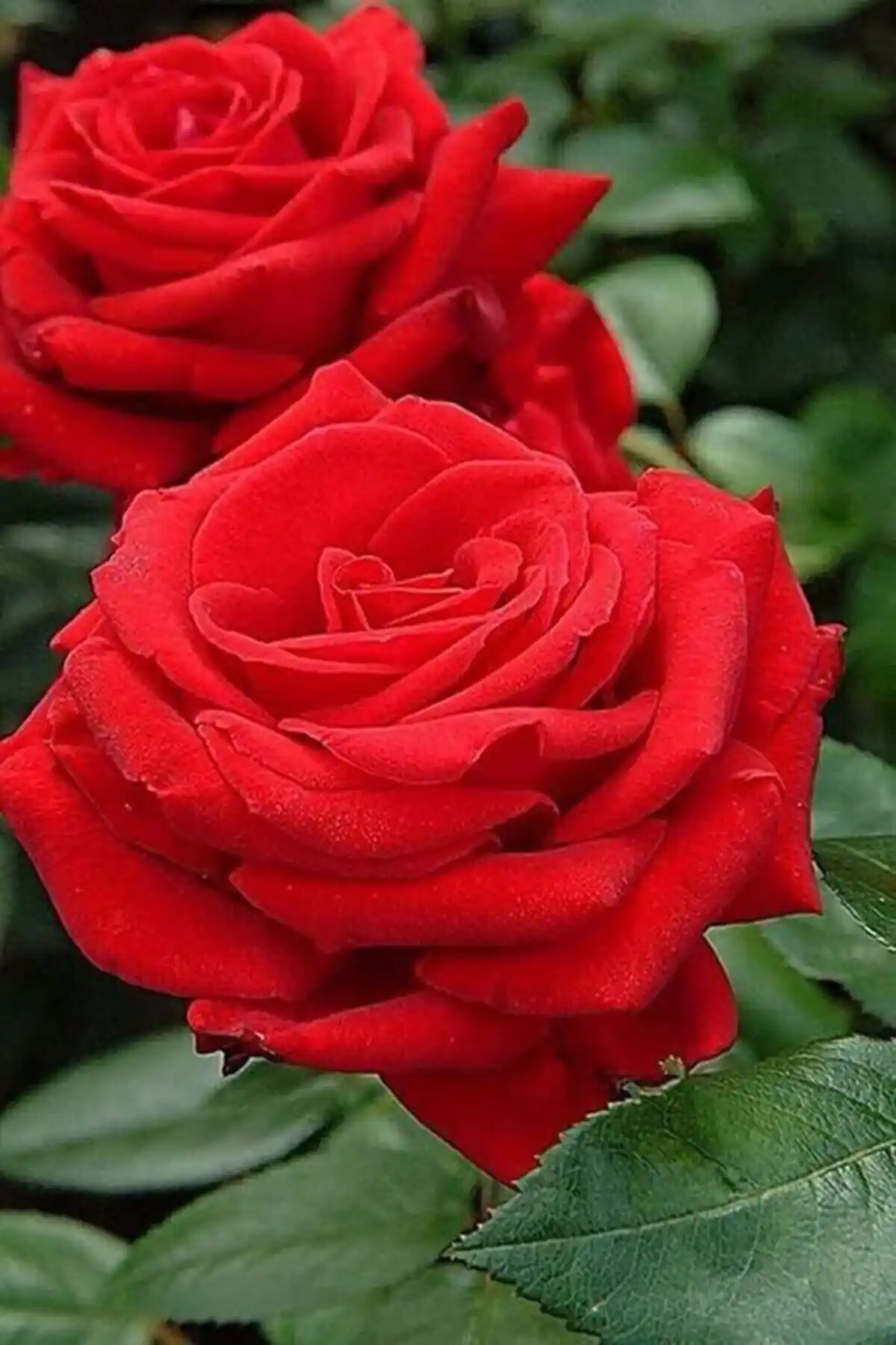 Bahçe İçin Gül Tohumu Seçenekleri ve Karşılaştırması 2023