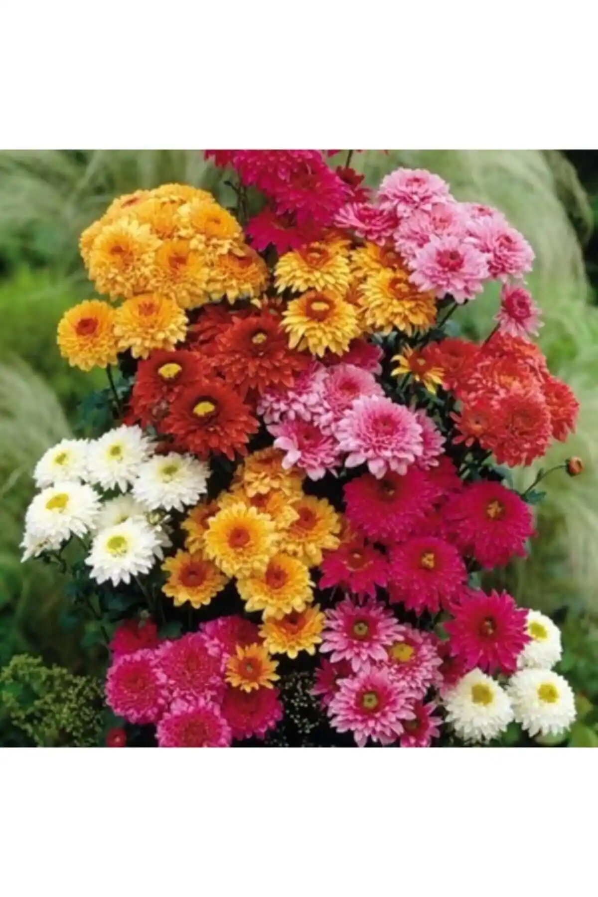 Bahçe İçin Kasımpatı ve Saray Patı Tohumları Karşılaştırması ve En İyi Seçenekler