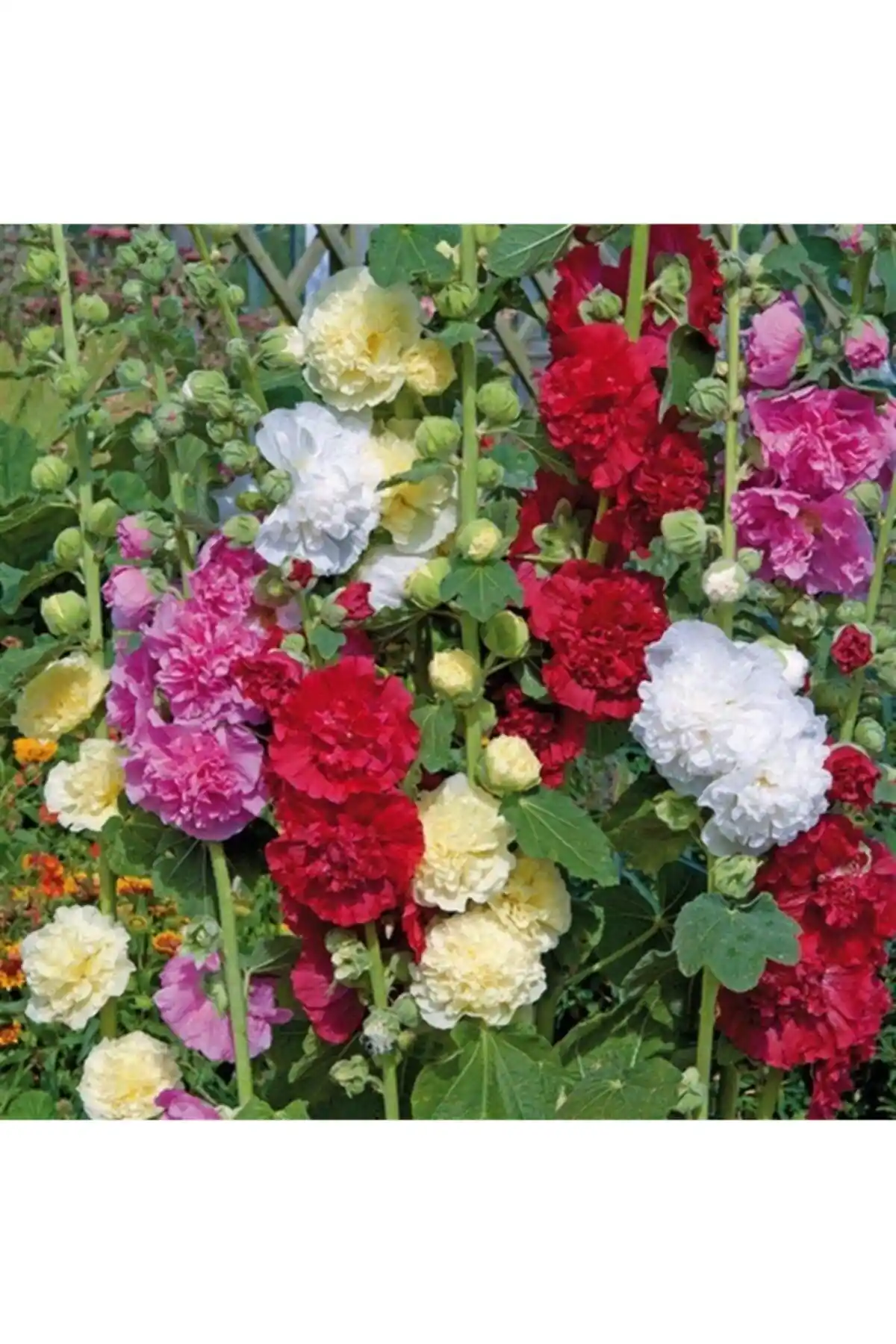 Bahçe Severler İçin Farmer Life ve Patika Botanik Çiçek Tohumu Karşılaştırması