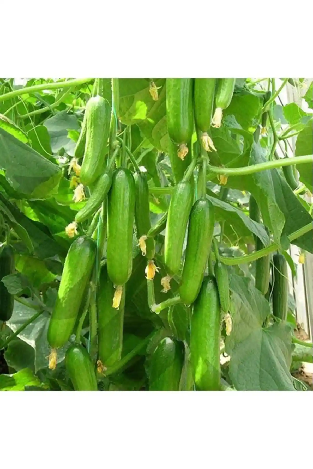 Bahçe Severler İçin OXE GARDEN Hıyarı ve Patika Botanik Çin Turp Tohumu Karşılaştırması