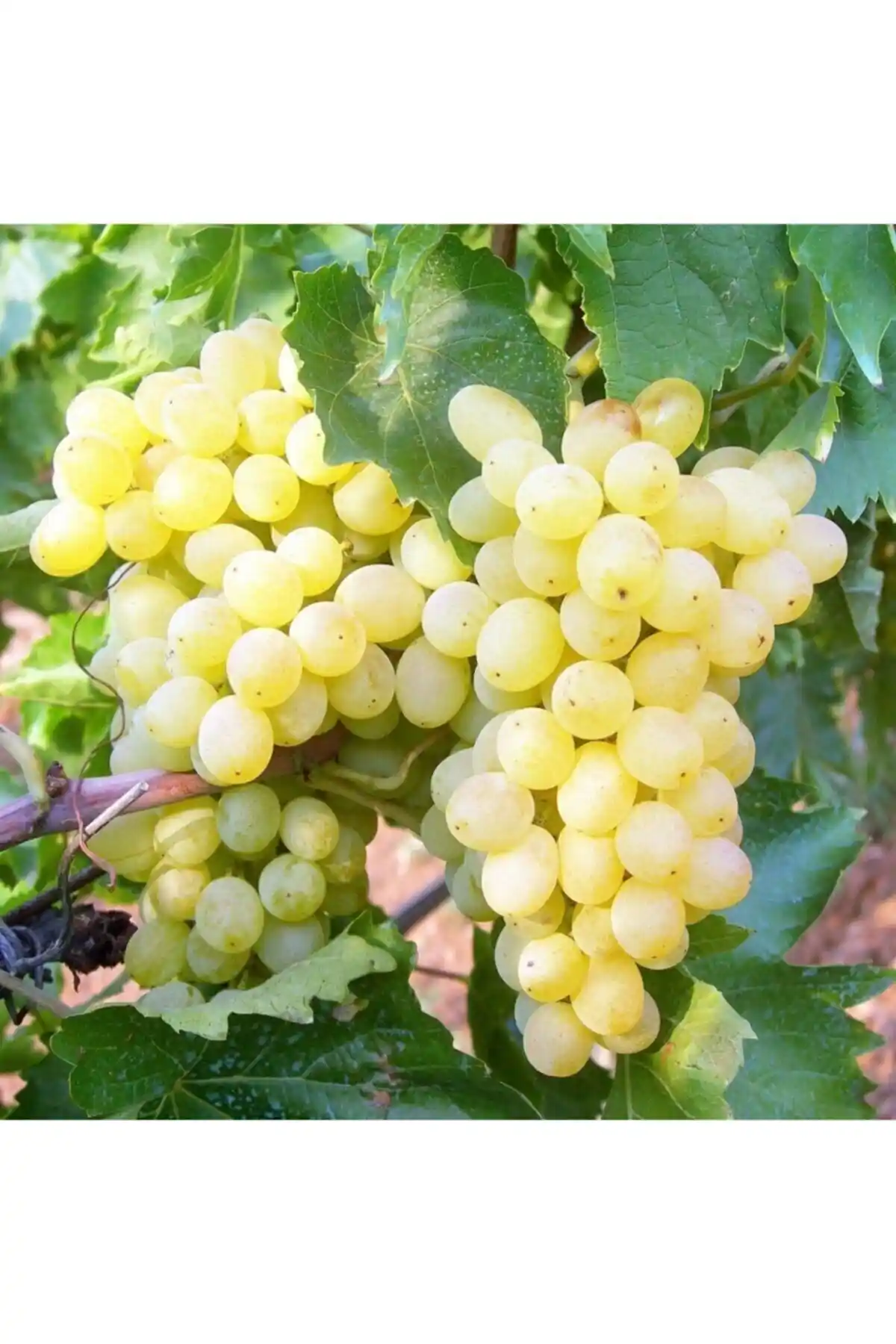 Bahçem Fidancılık K-7 ve Genel Markalar Sultaniye Üzüm Fidanı Karşılaştırması